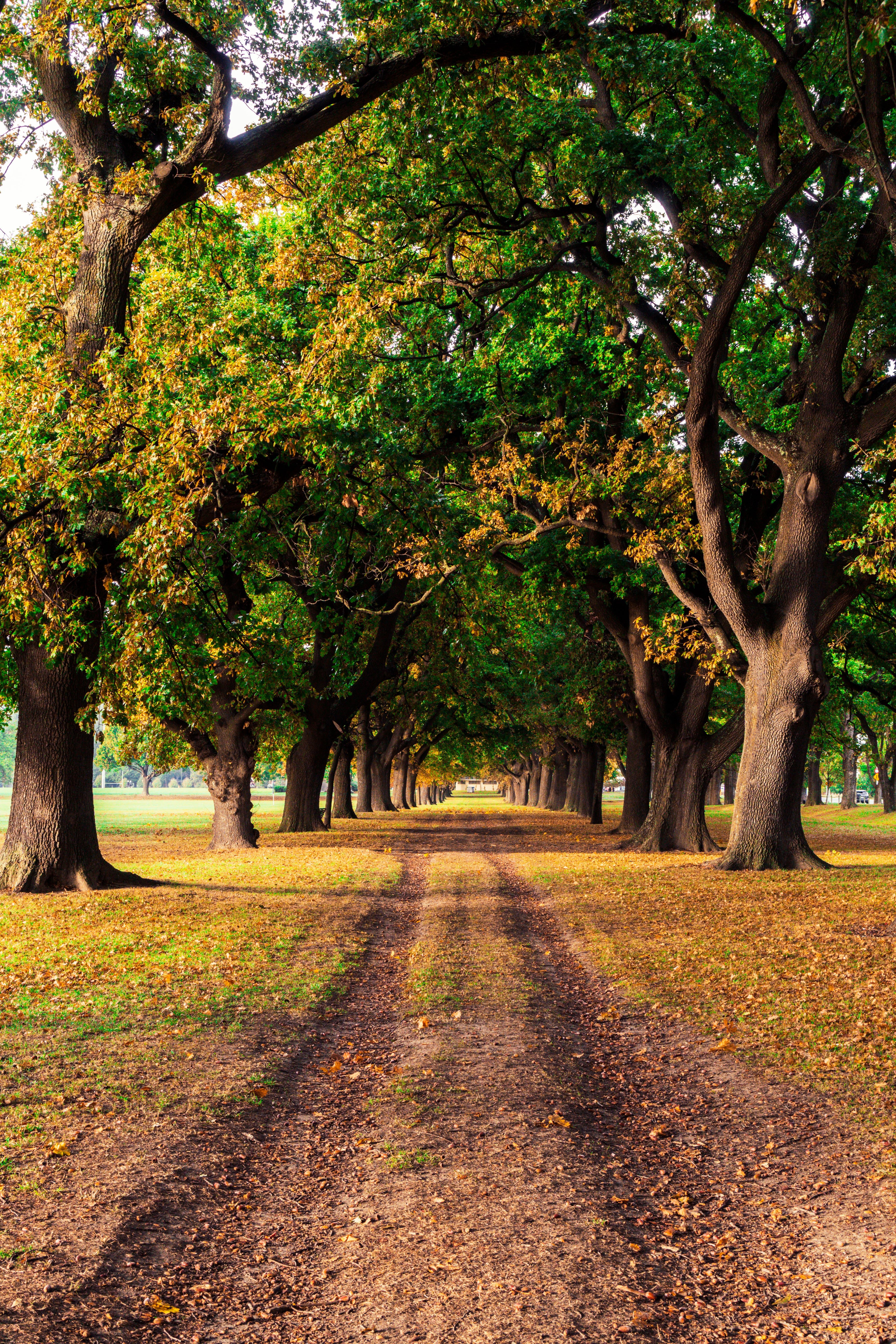 Dirt road lined with trees in fall HD Phone Wallpaper