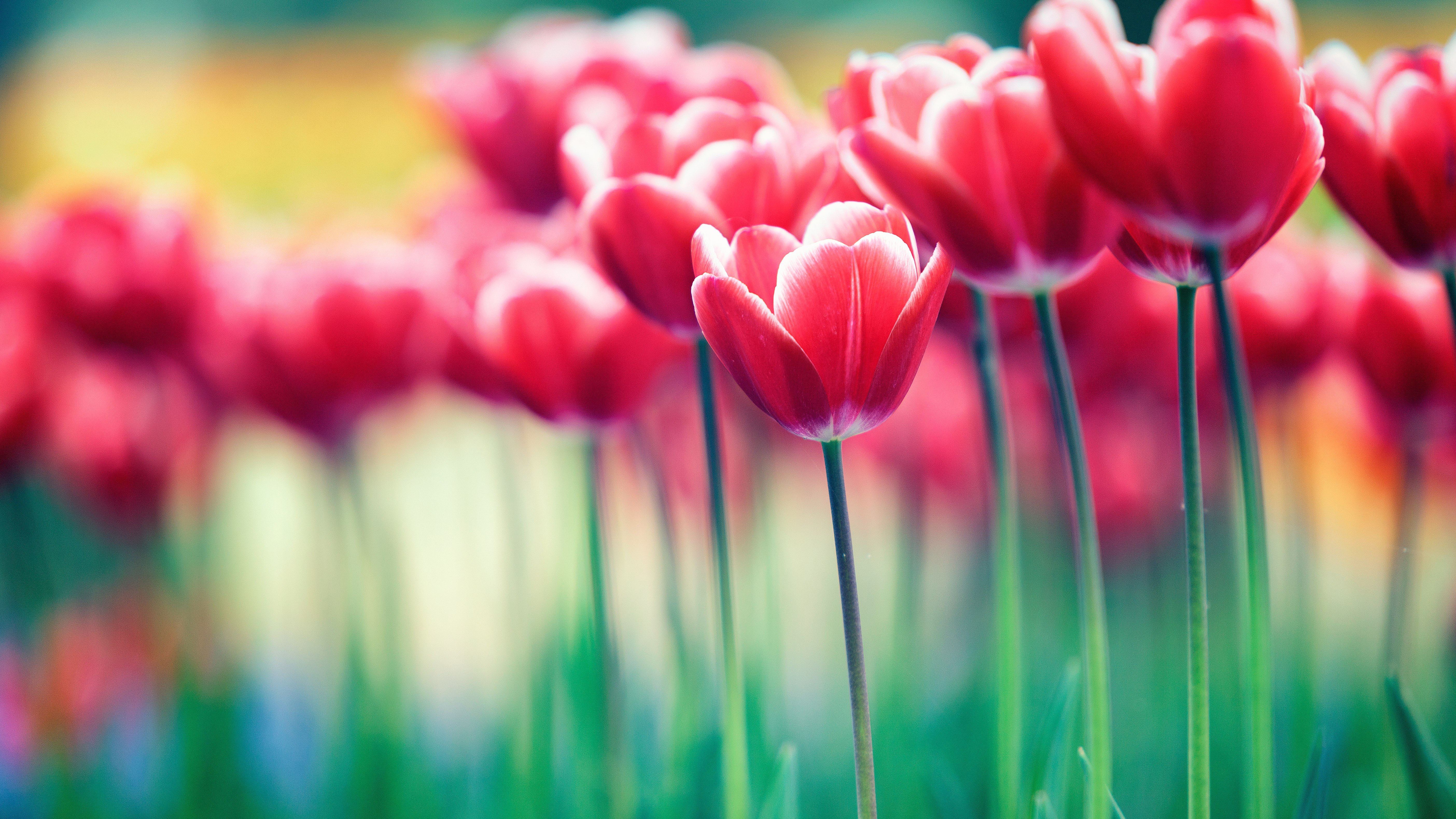 Red Tulips in a Garden HD Wallpaper