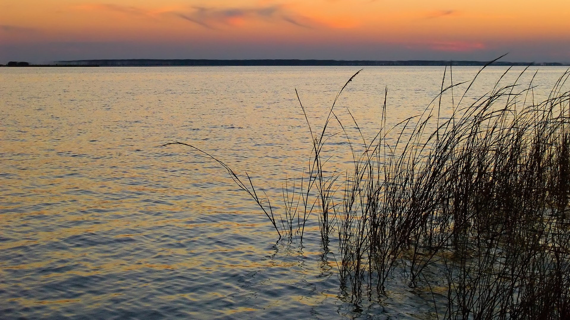 Tall grass in water at sunset HD Wallpaper