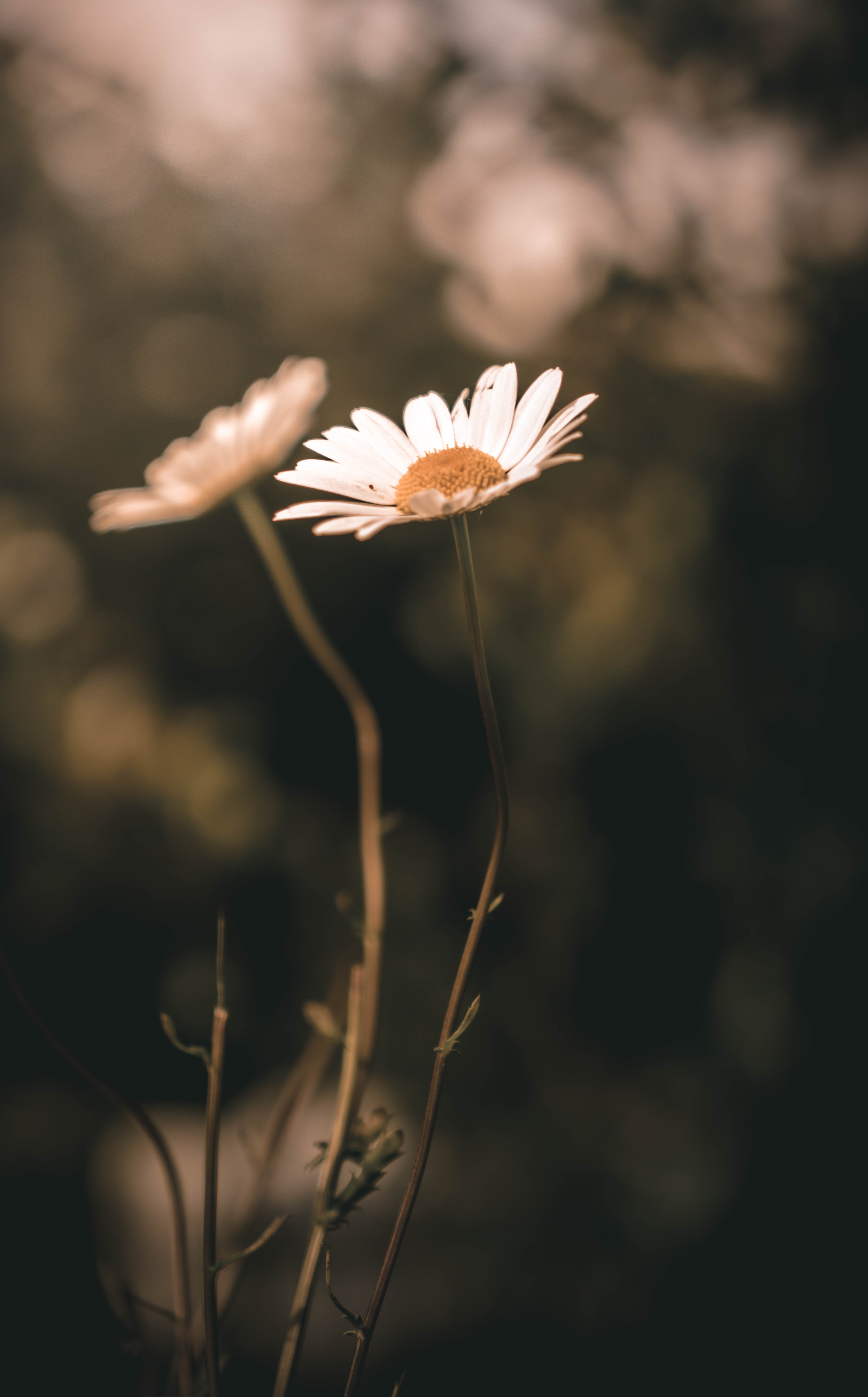 Two daisies in soft focus with bokeh background HD Phone Wallpaper