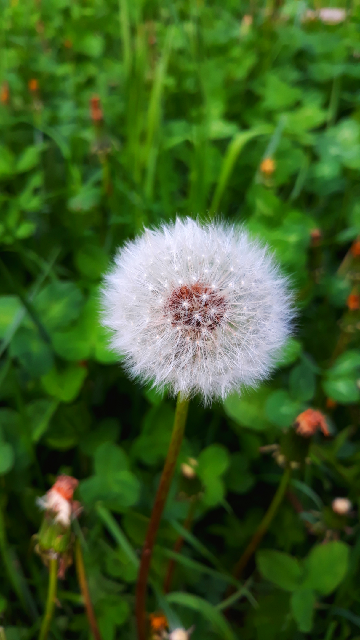Dandelion seed head in green grass HD Phone Wallpaper
