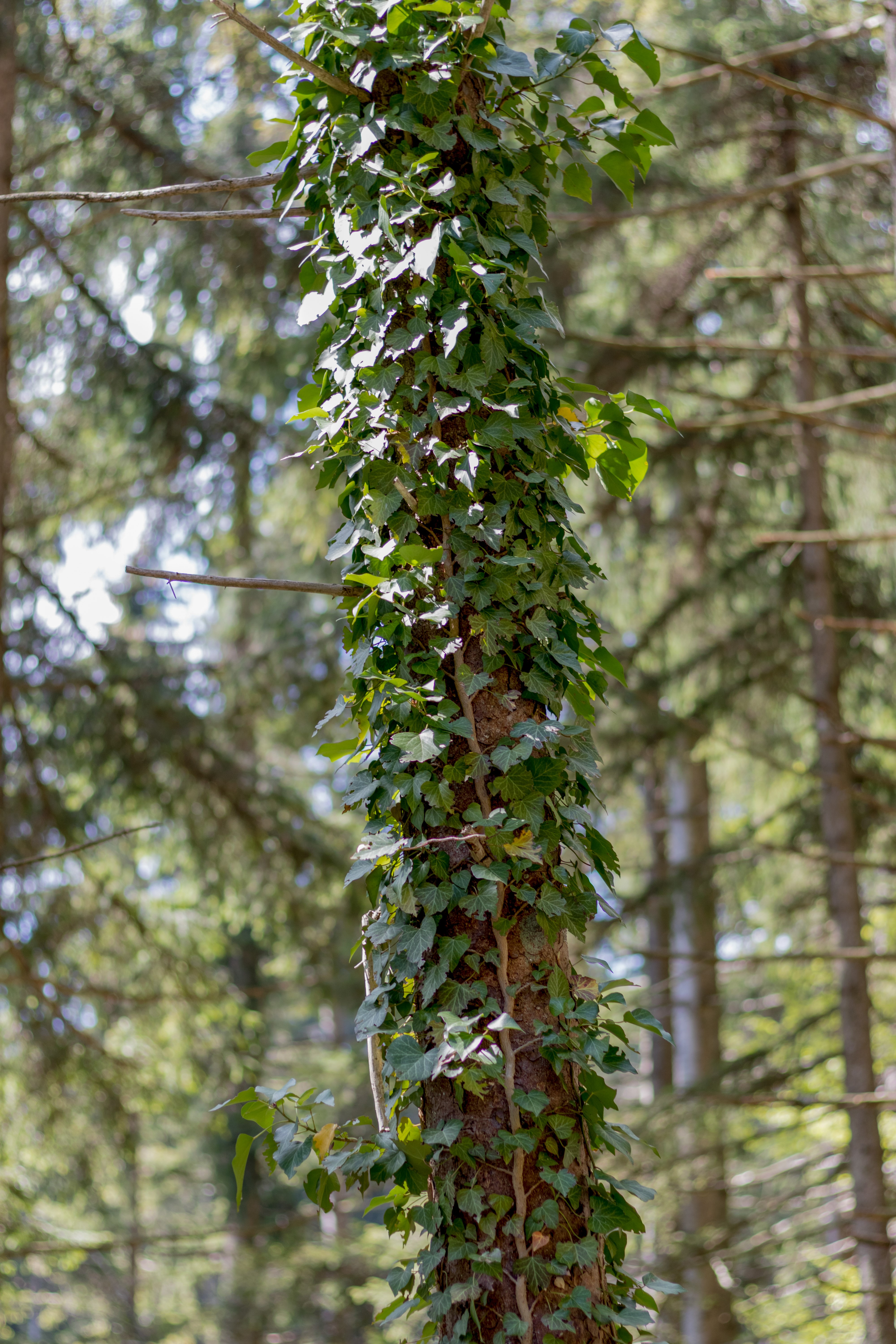 Ivy climbing a tree trunk in a forest HD Phone Wallpaper