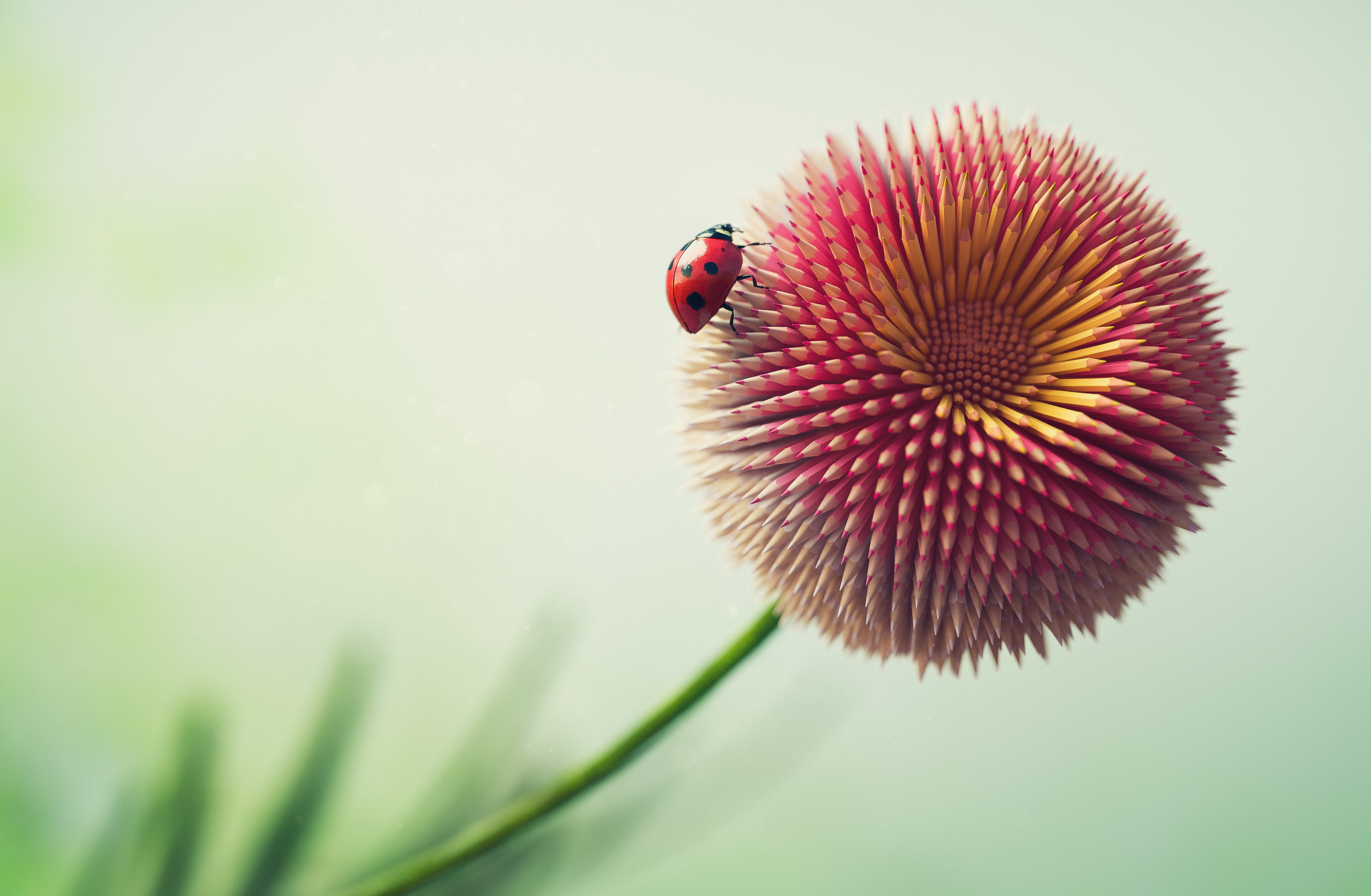 Ladybug on a pencil flower 4K HD Wallpaper