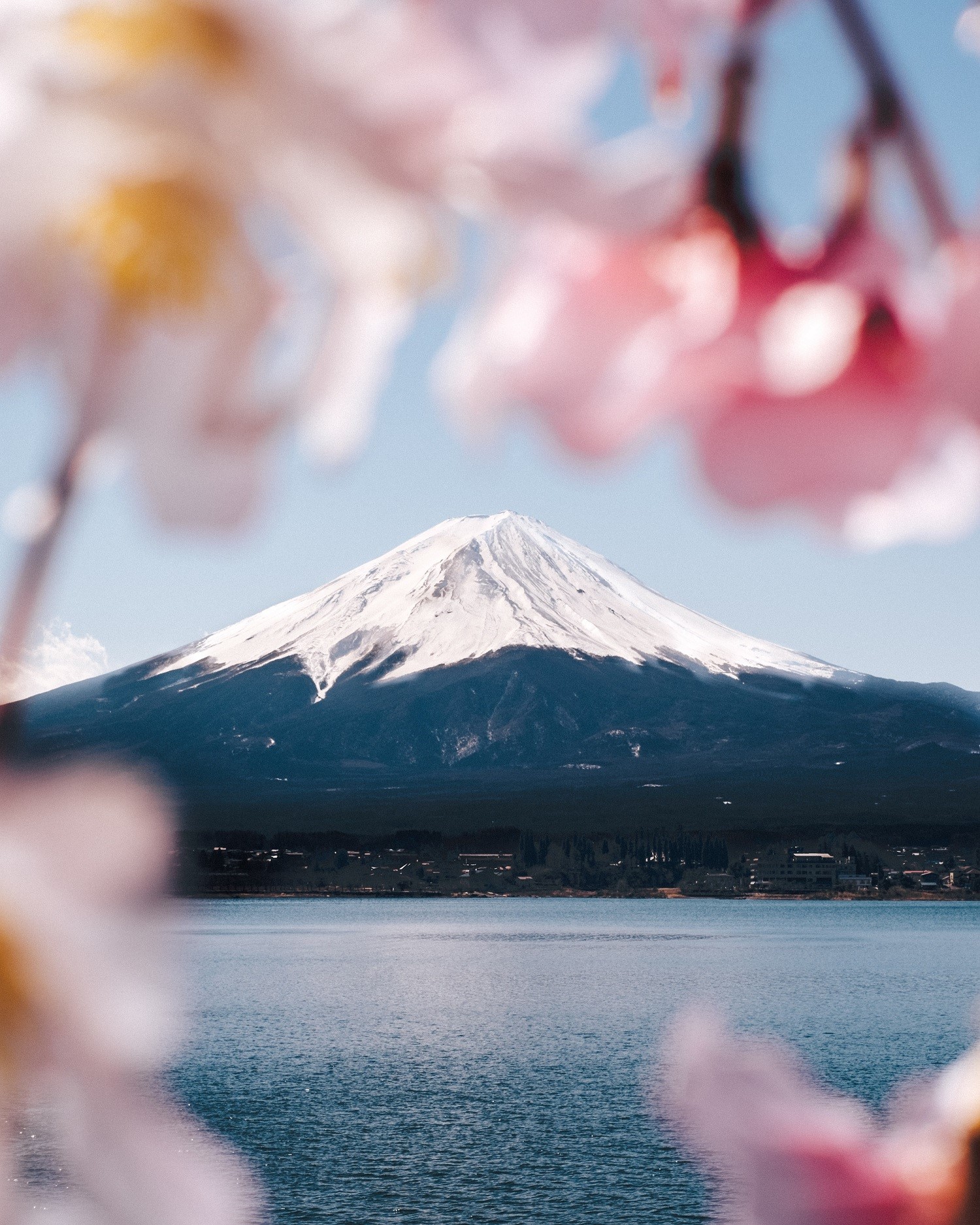 Mount Fuji with Cherry Blossoms and Lake HD Phone Wallpaper