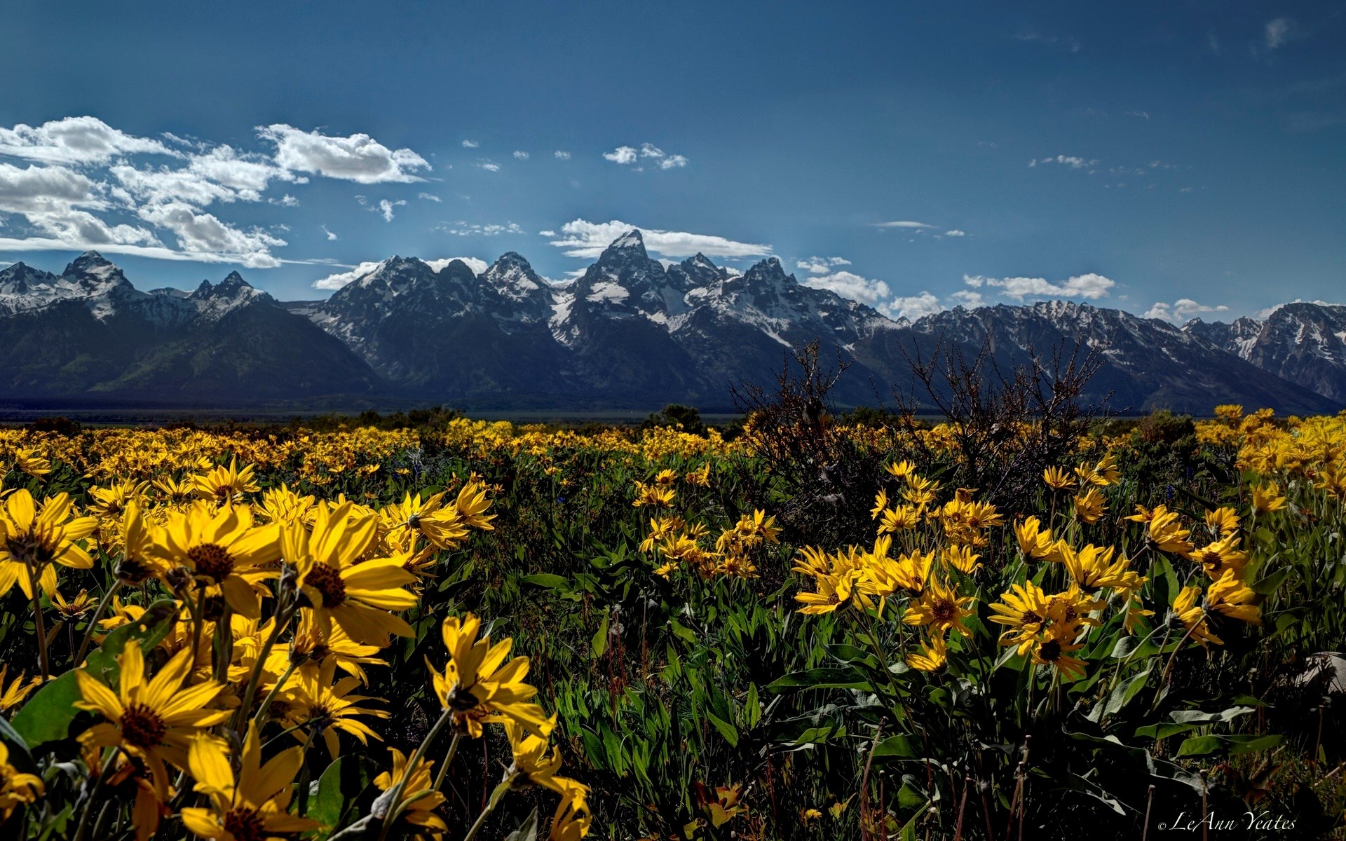 Yellow wildflowers in front of the Teton mountain range HD Wallpaper