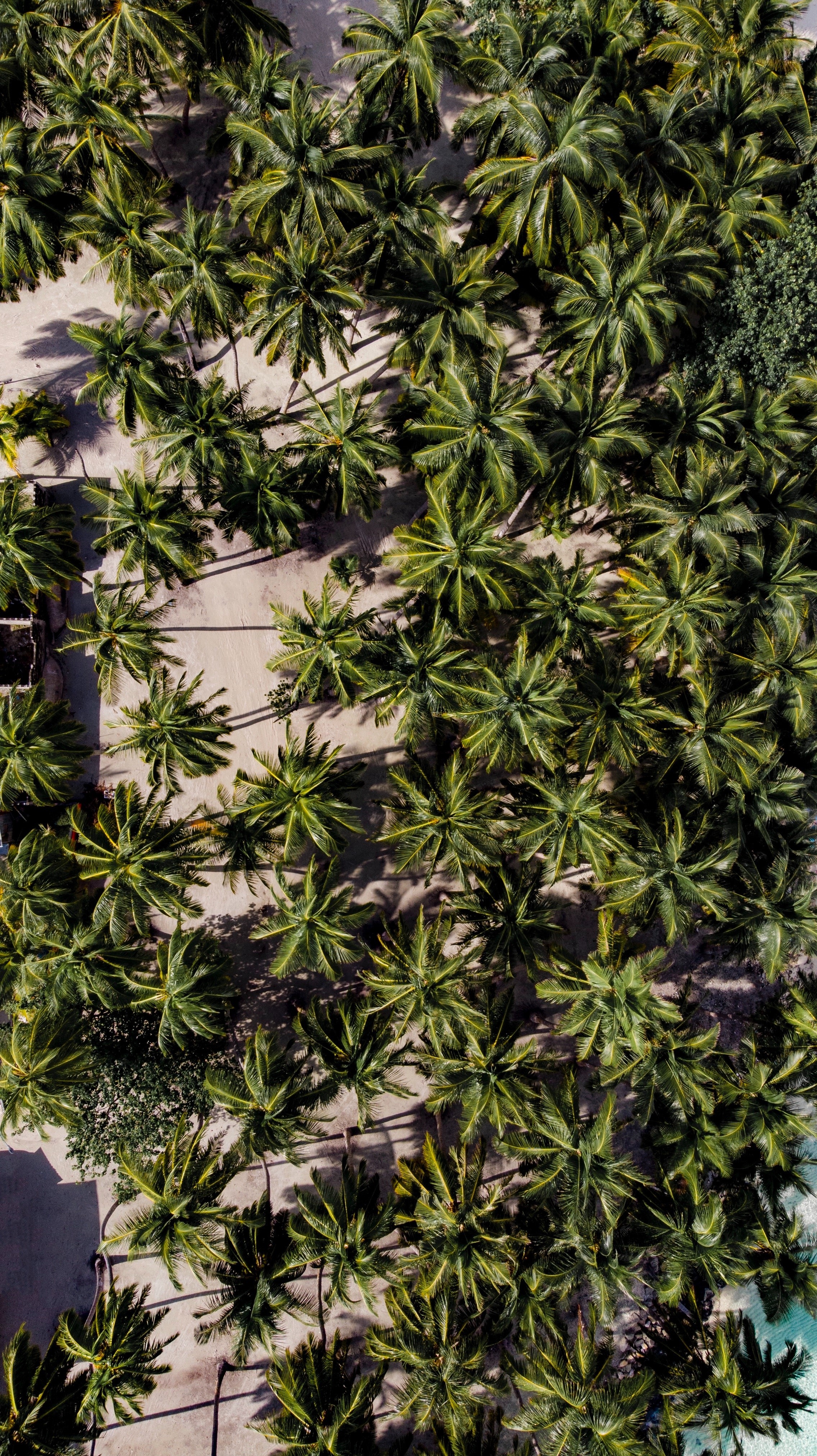 Aerial view of palm trees on a sandy beach HD Phone Wallpaper