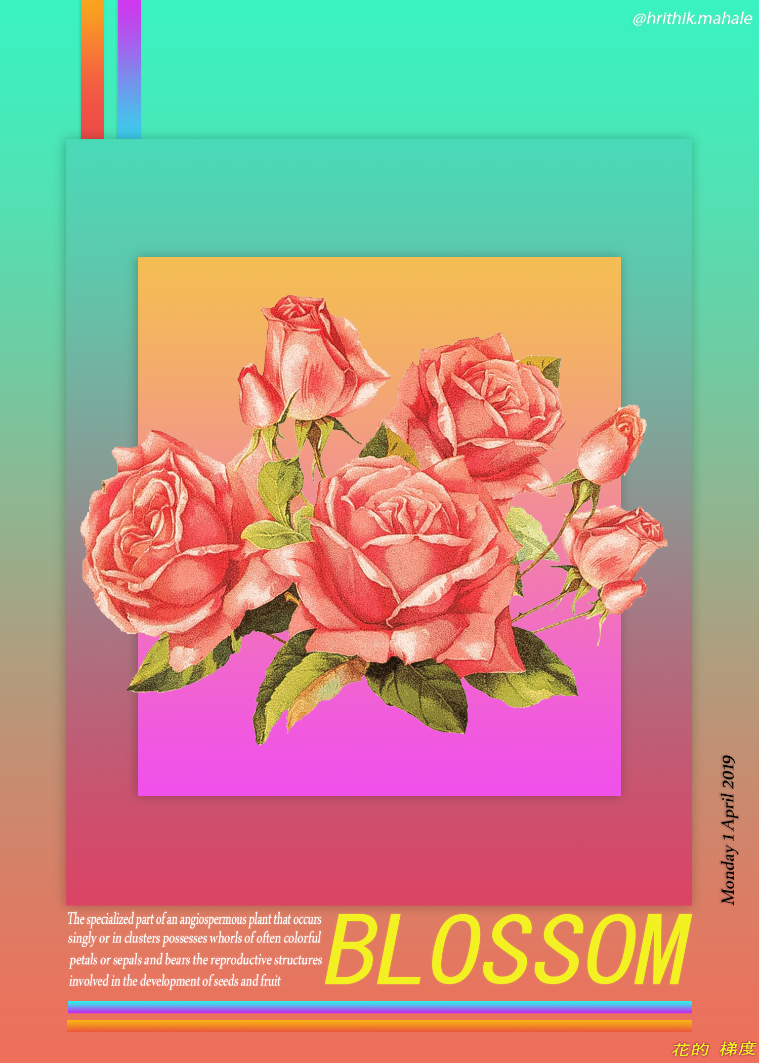 Blossom: Roses and Gradient Background HD Phone Wallpaper