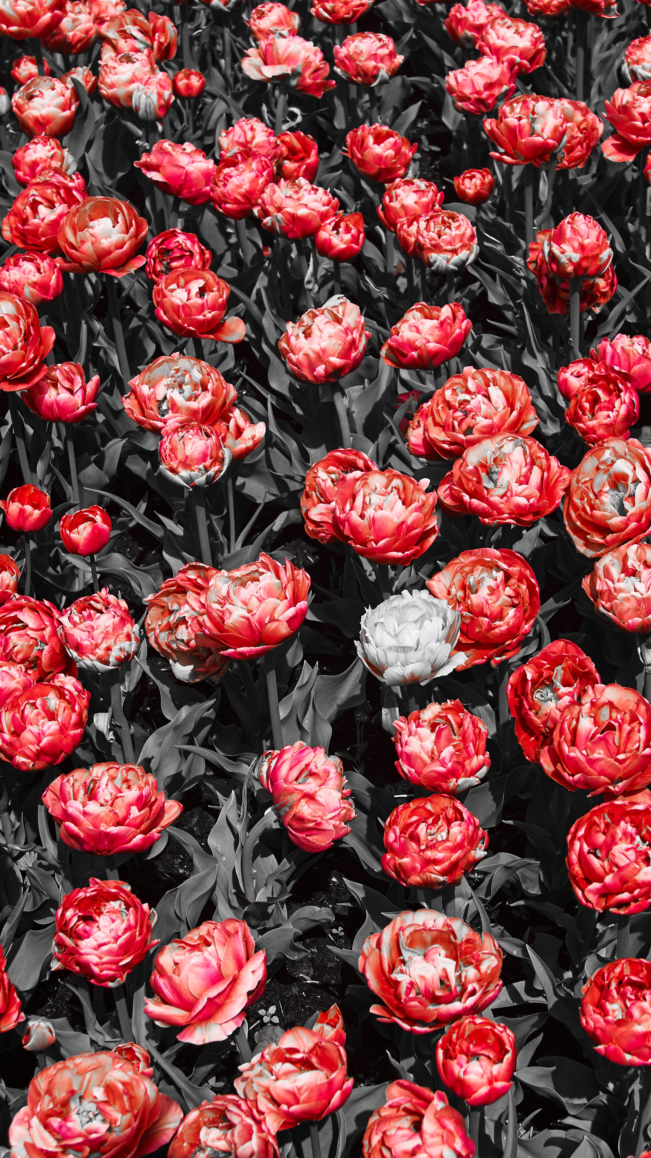 Red and white peonies with selective coloring HD Phone Wallpaper