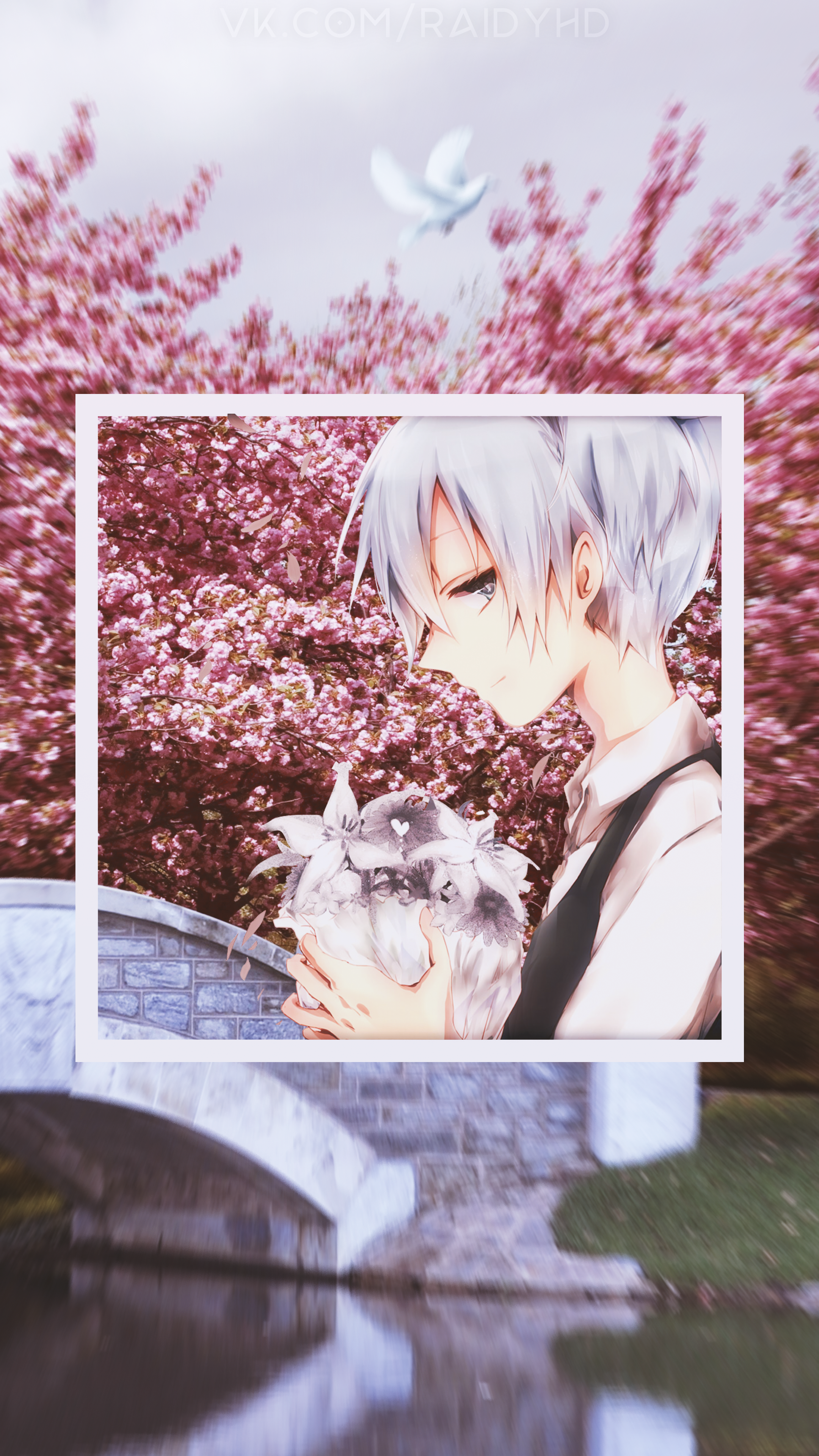 Anime boy holding flowers with cherry blossoms and bridge HD Phone Wallpaper