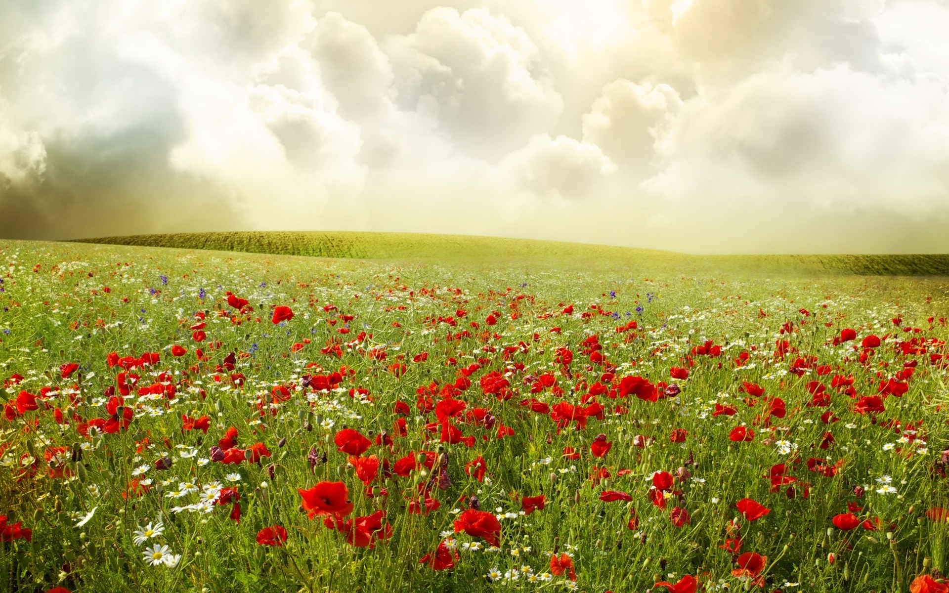 Field of red poppies and white daisies under a cloudy sky HD Wallpaper