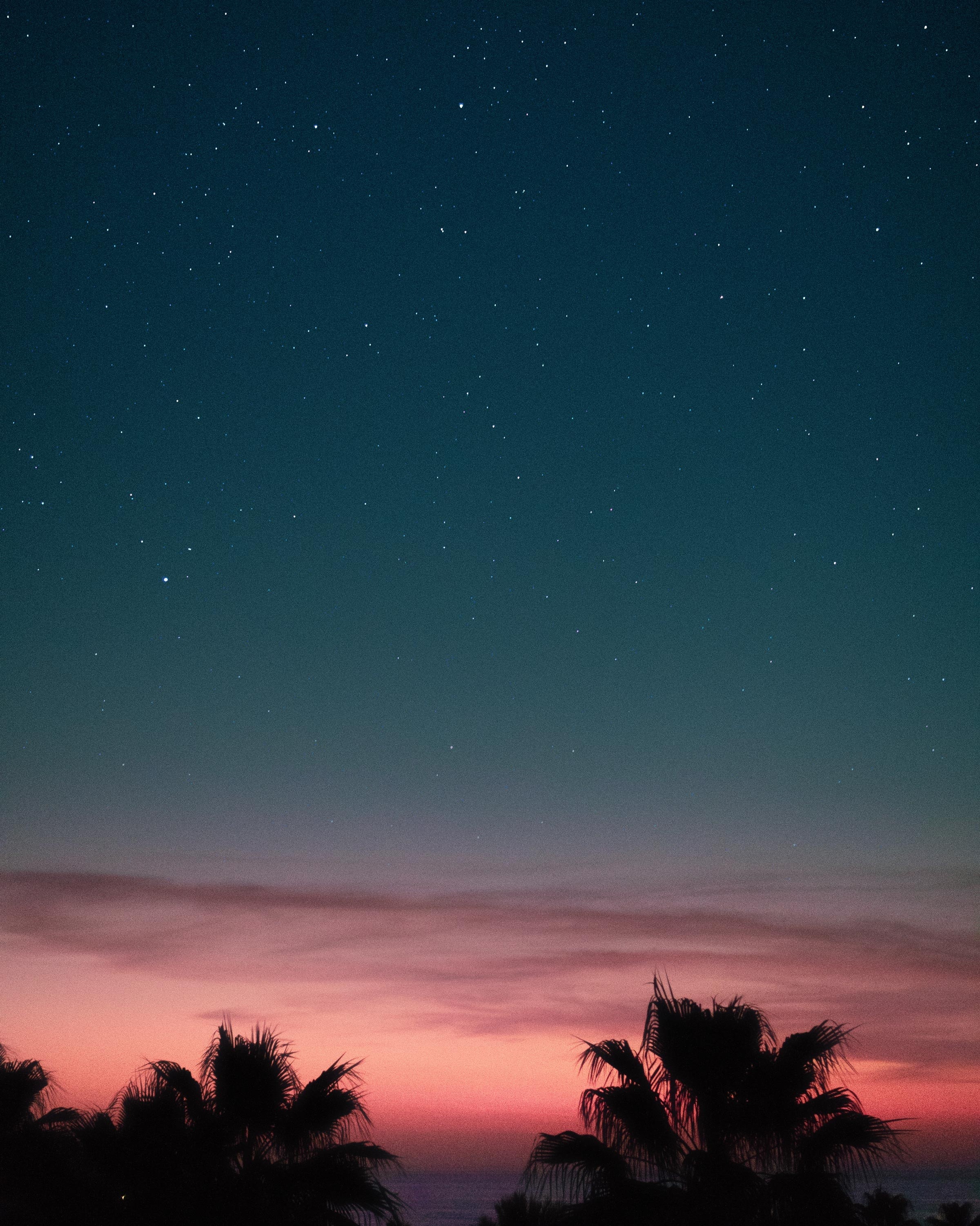 Night sky with stars over palm trees at sunset HD Phone Wallpaper