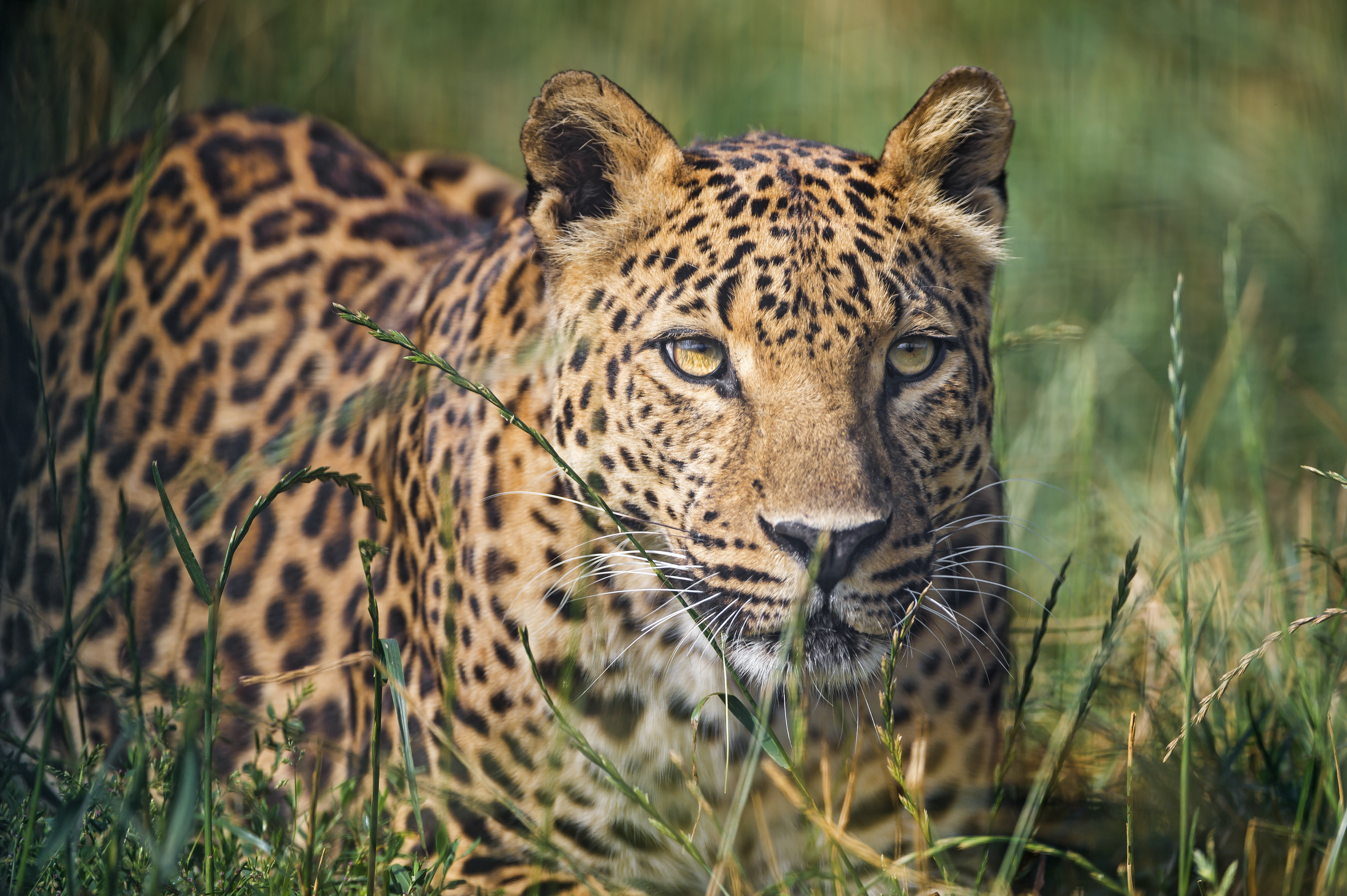 Leopard in tall grass HD Wallpaper