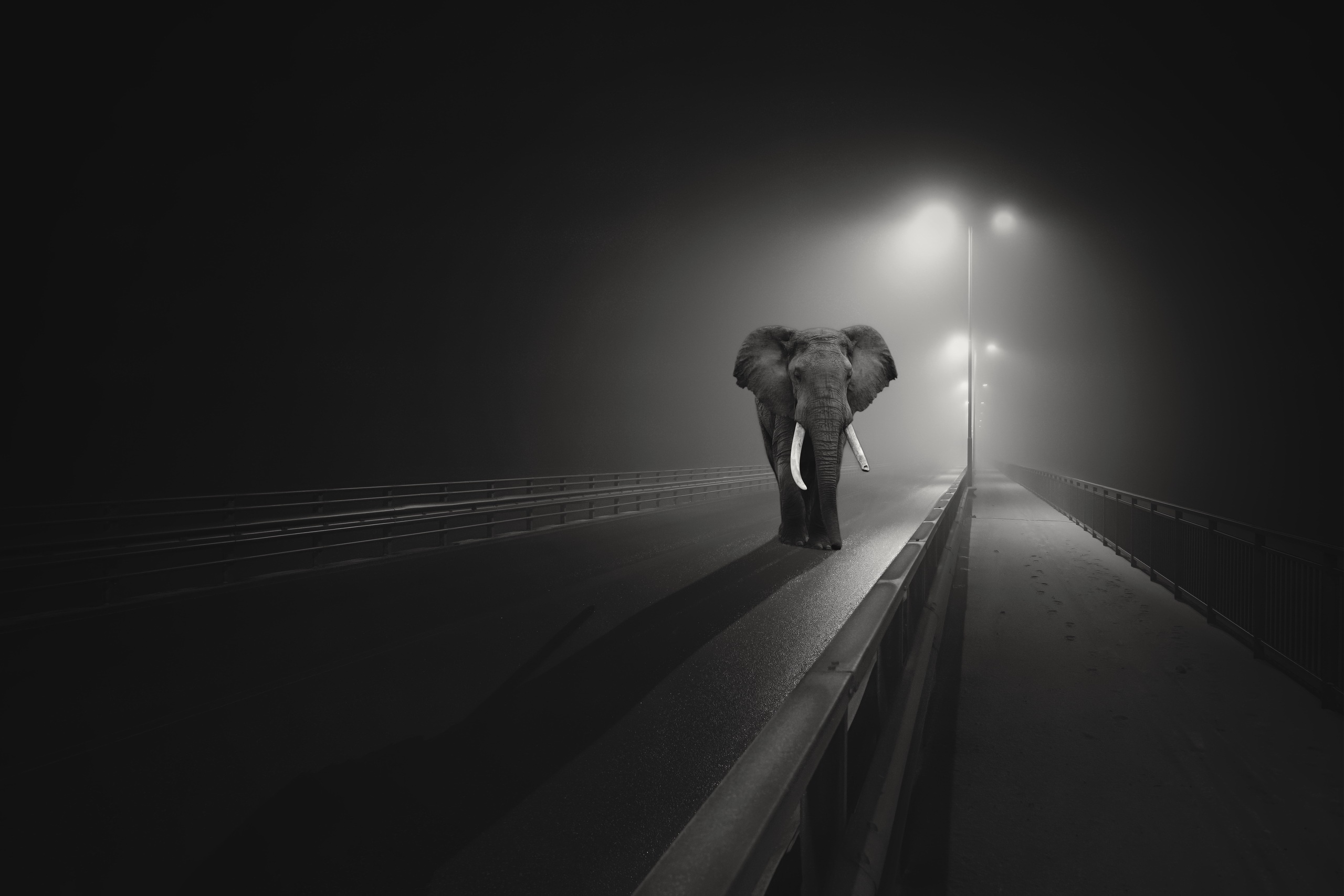 Elephant walking on a foggy bridge at night HD Wallpaper