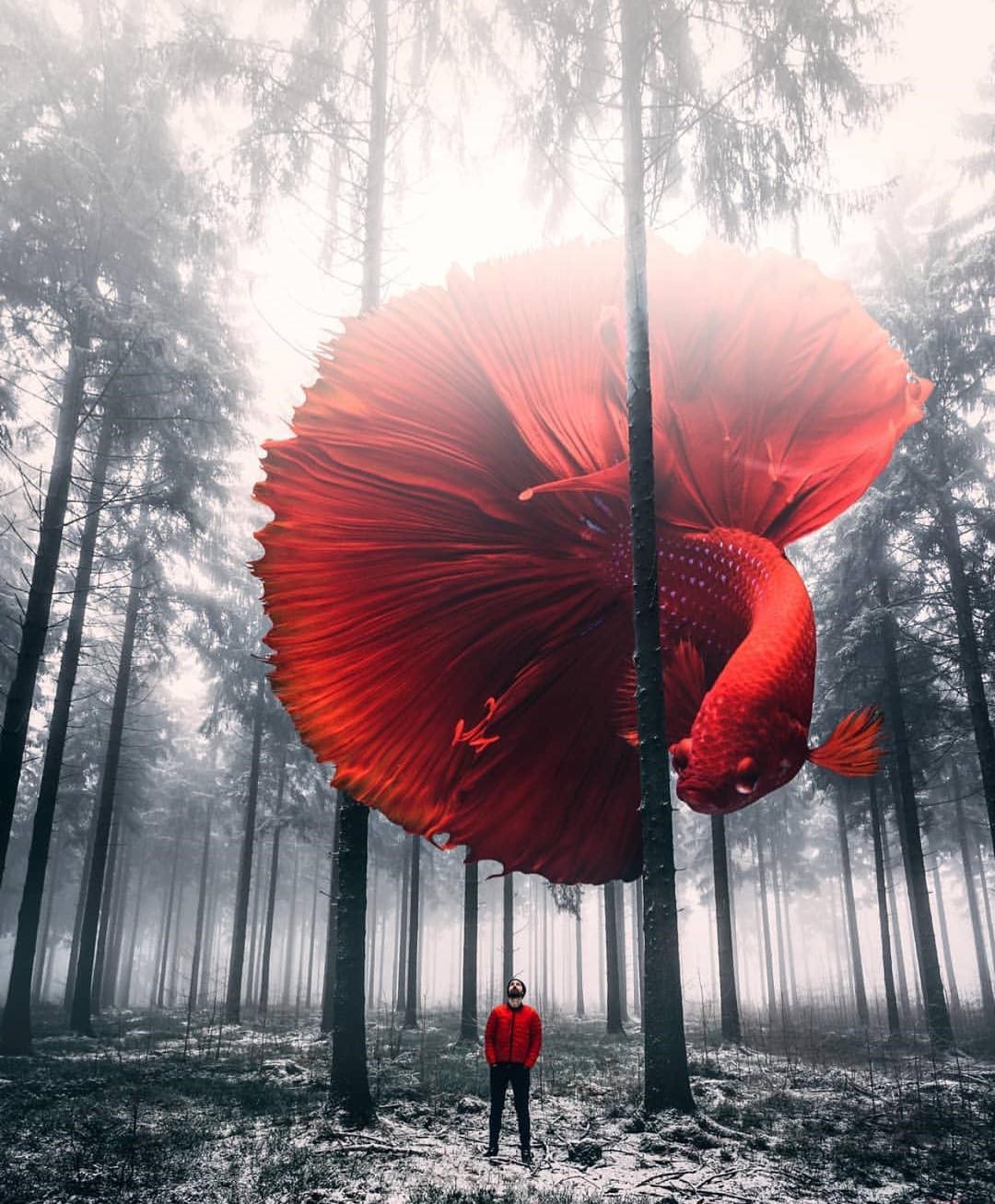 Giant red betta fish in a winter forest HD Phone Wallpaper