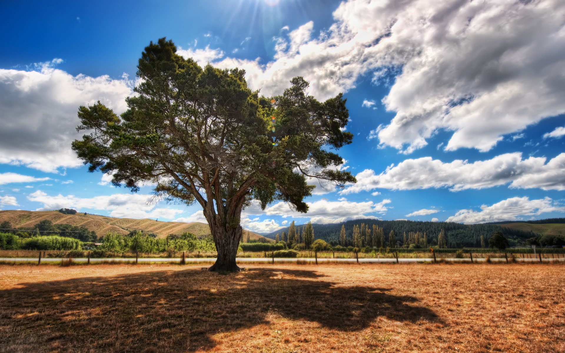 Lone tree in a dry field under a cloudy sky HD Wallpaper