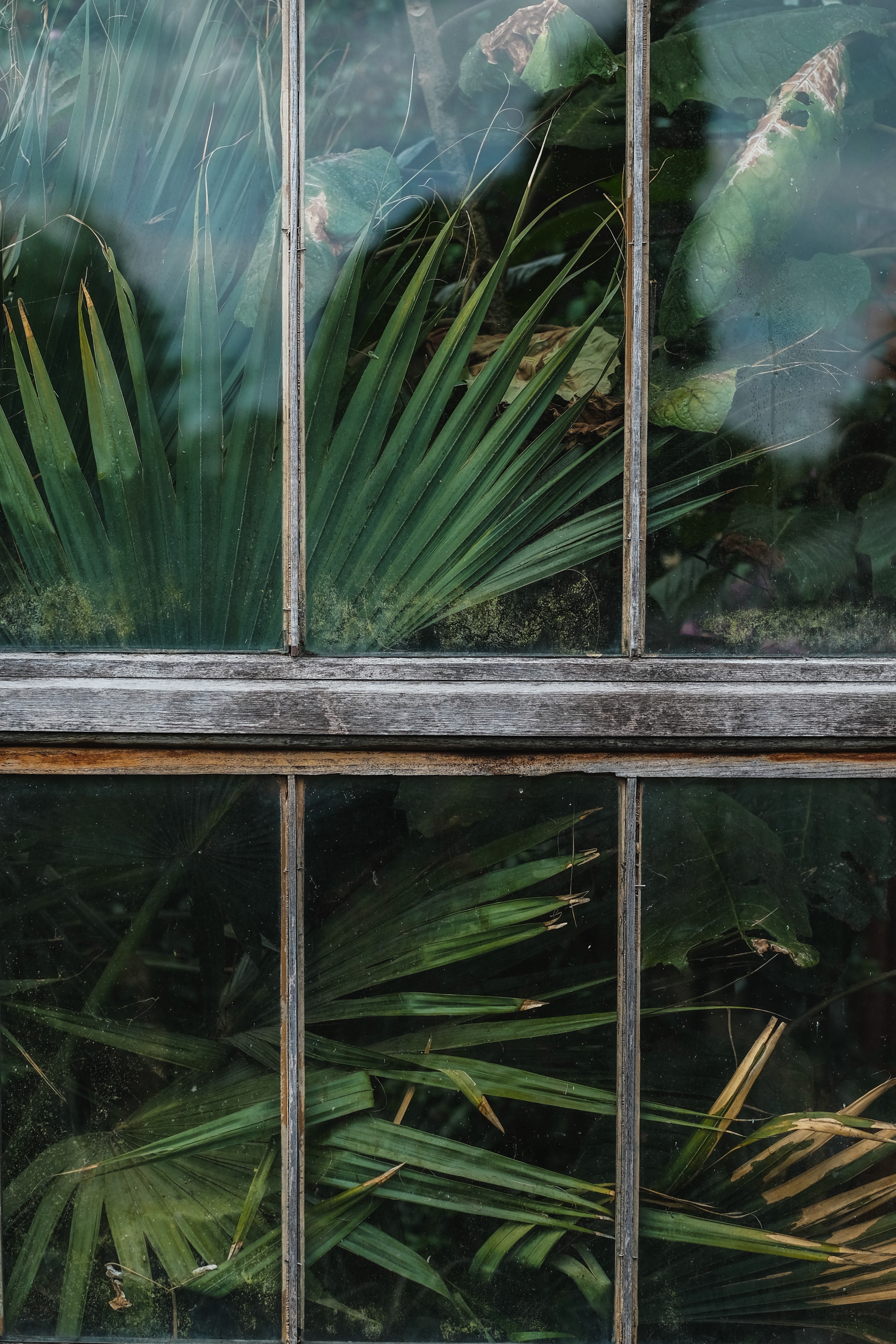 Green plants seen through a wooden window HD Phone Wallpaper