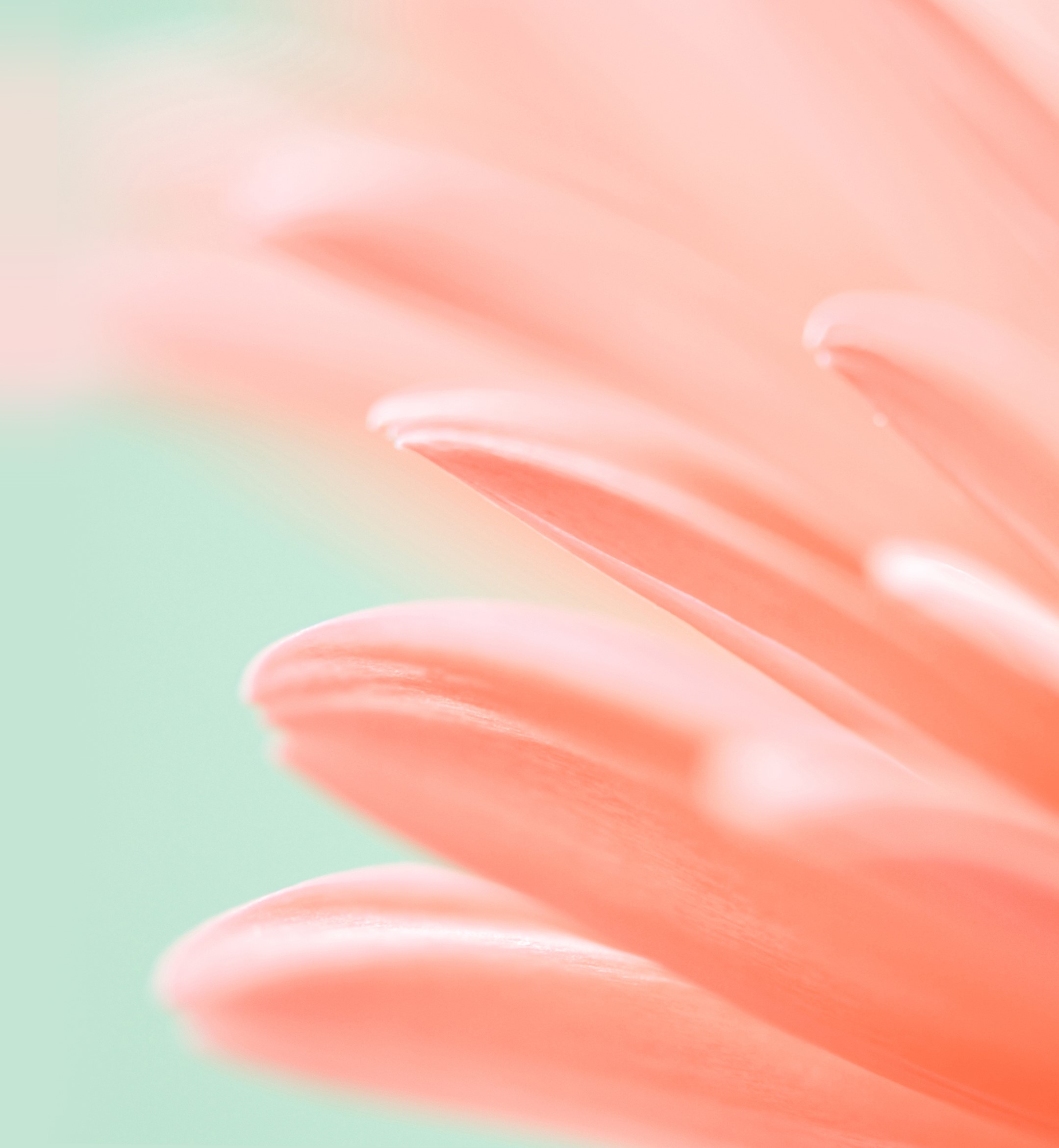 Close-up of pink flower petals HD Phone Wallpaper