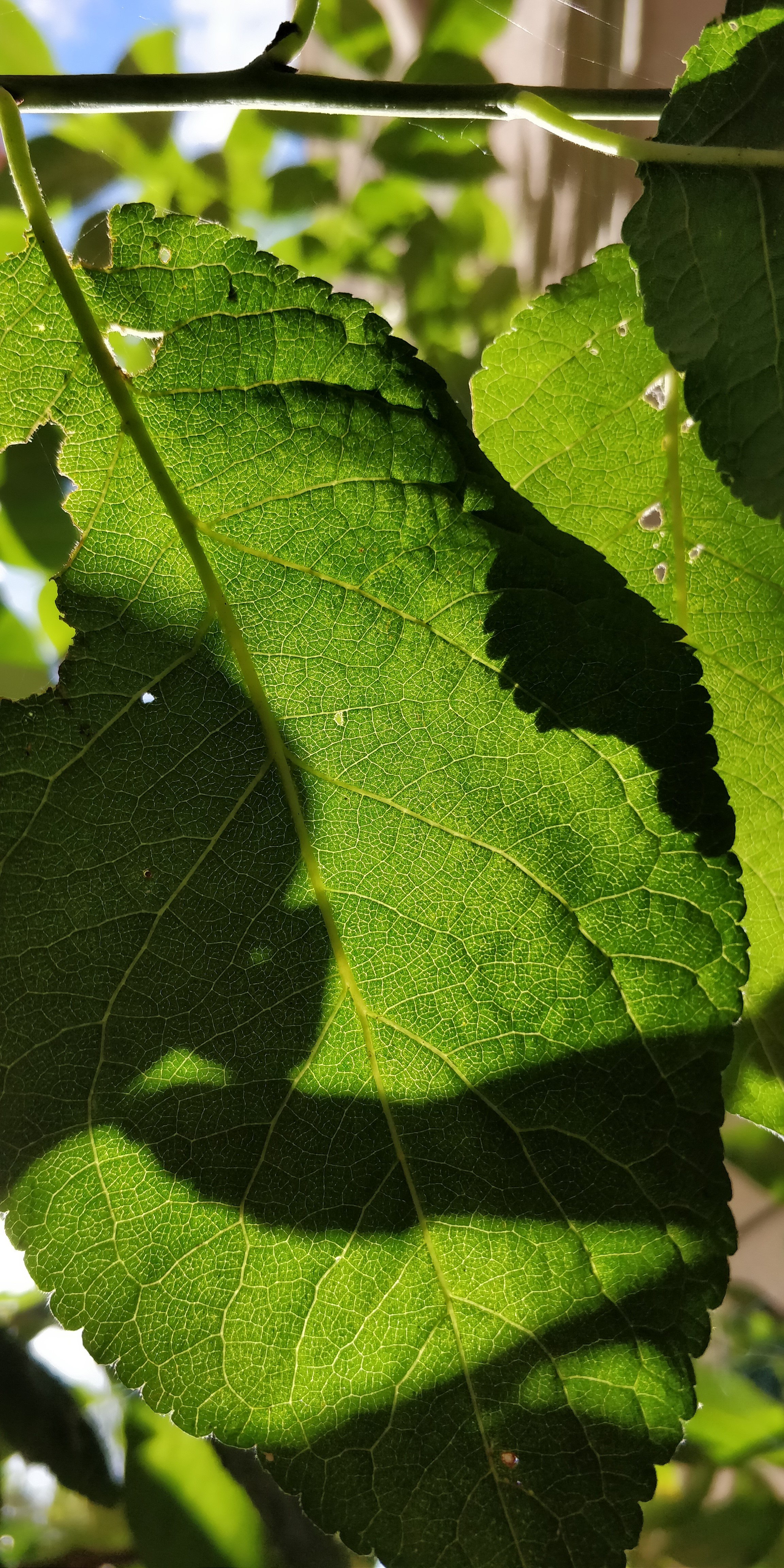 Close-up of green leaves with shadows HD Phone Wallpaper