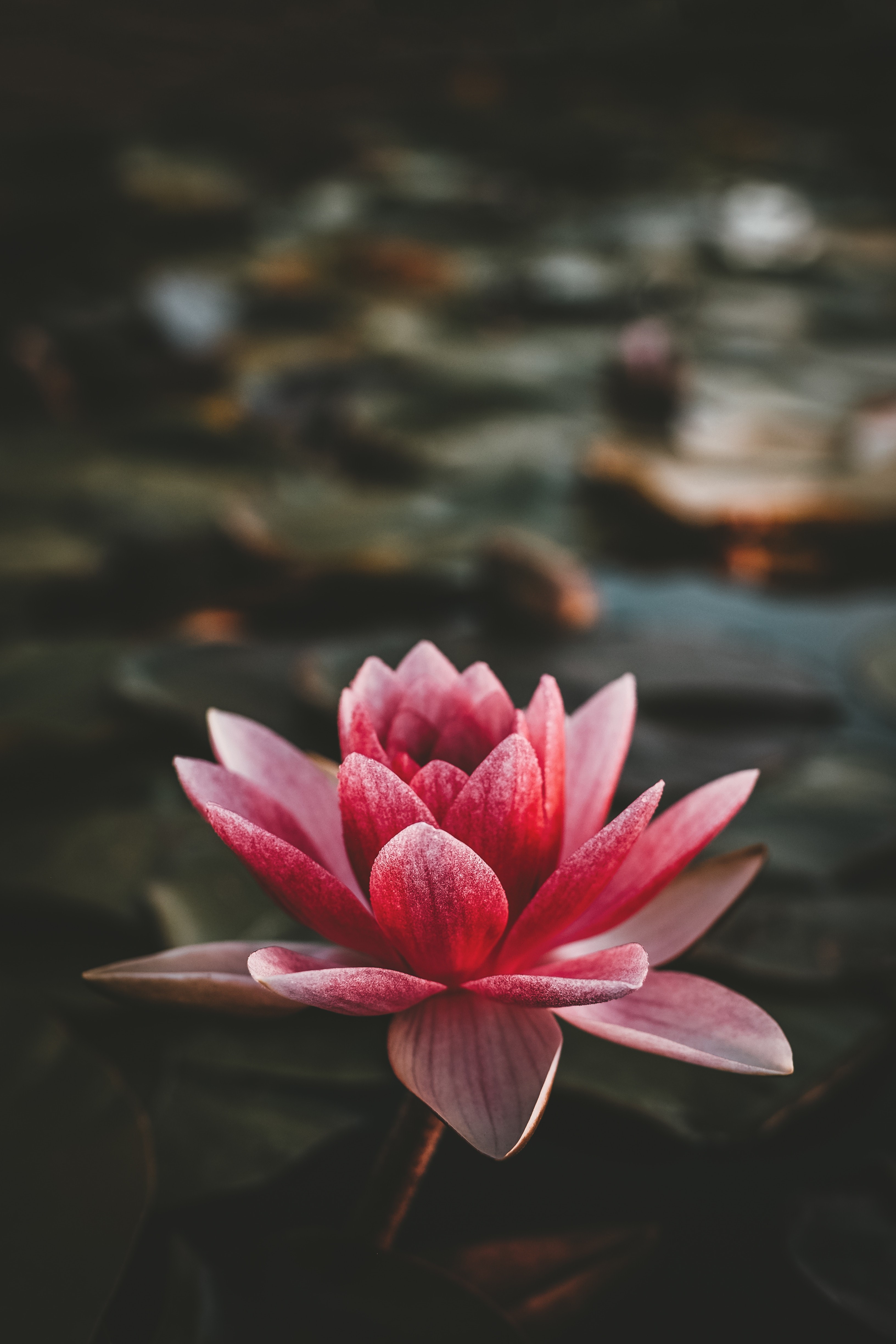 Pink water lily flower on dark water HD Phone Wallpaper