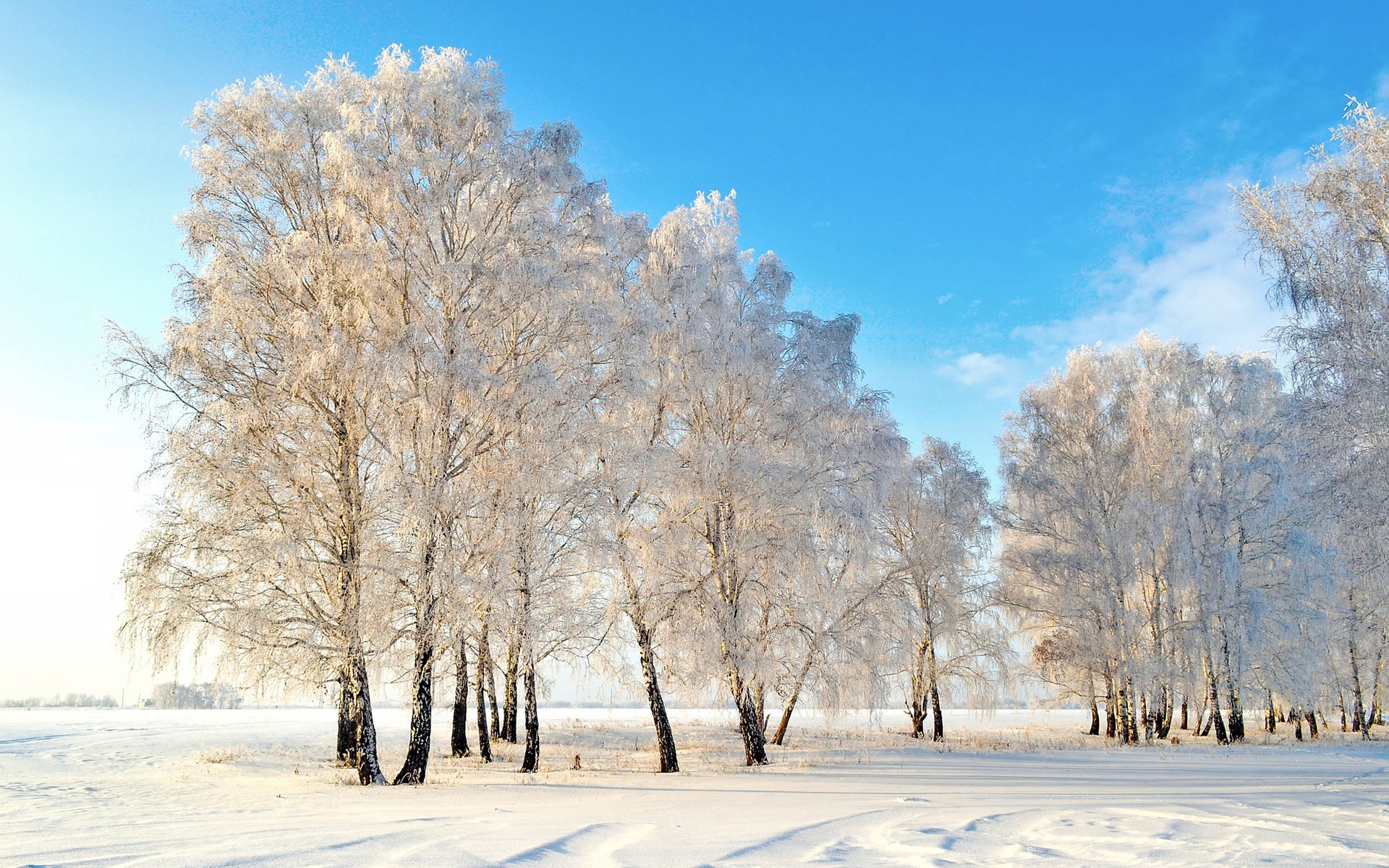 Trees covered in frost under a blue sky HD Wallpaper