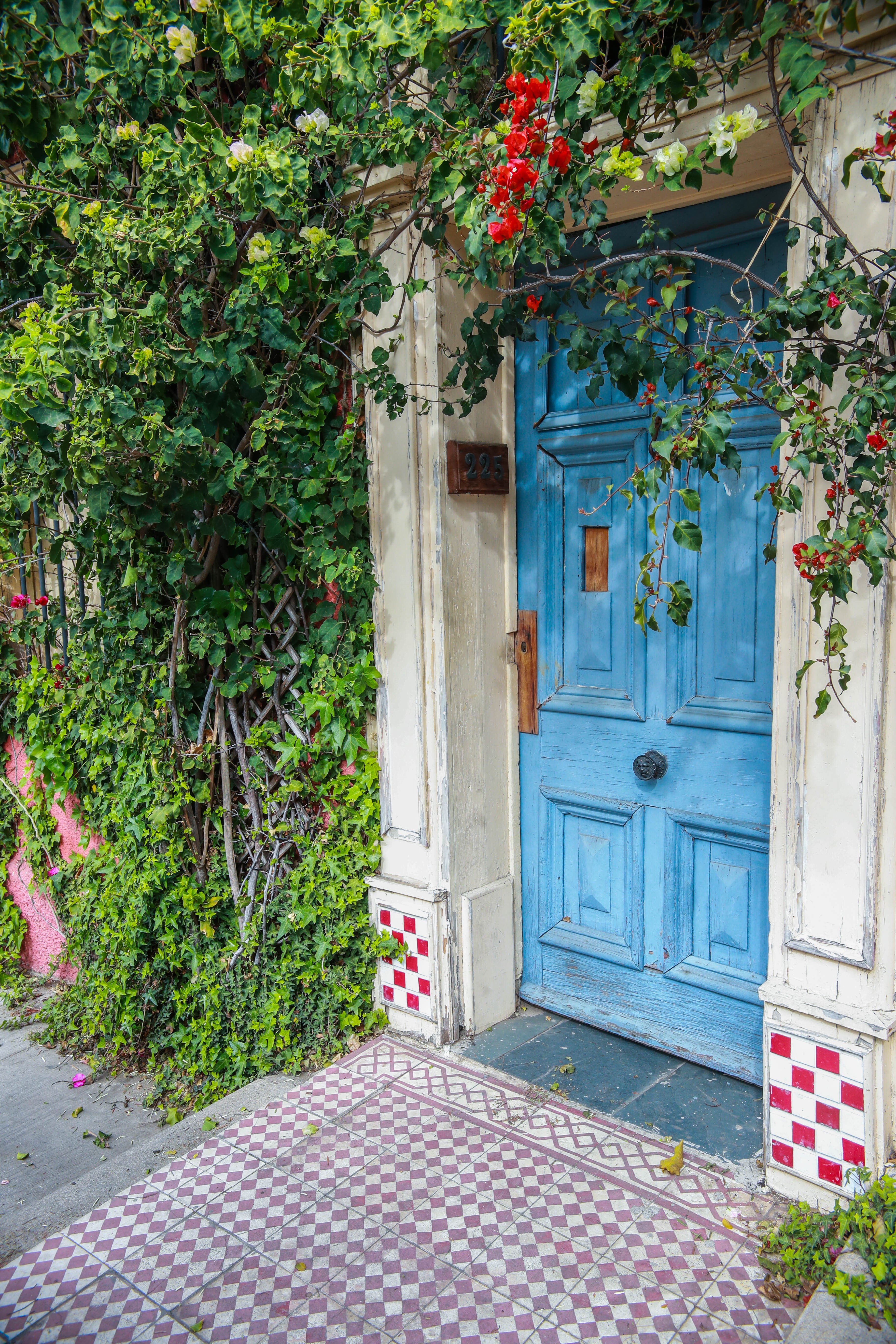 Blue door with plants and tiled entryway HD Phone Wallpaper