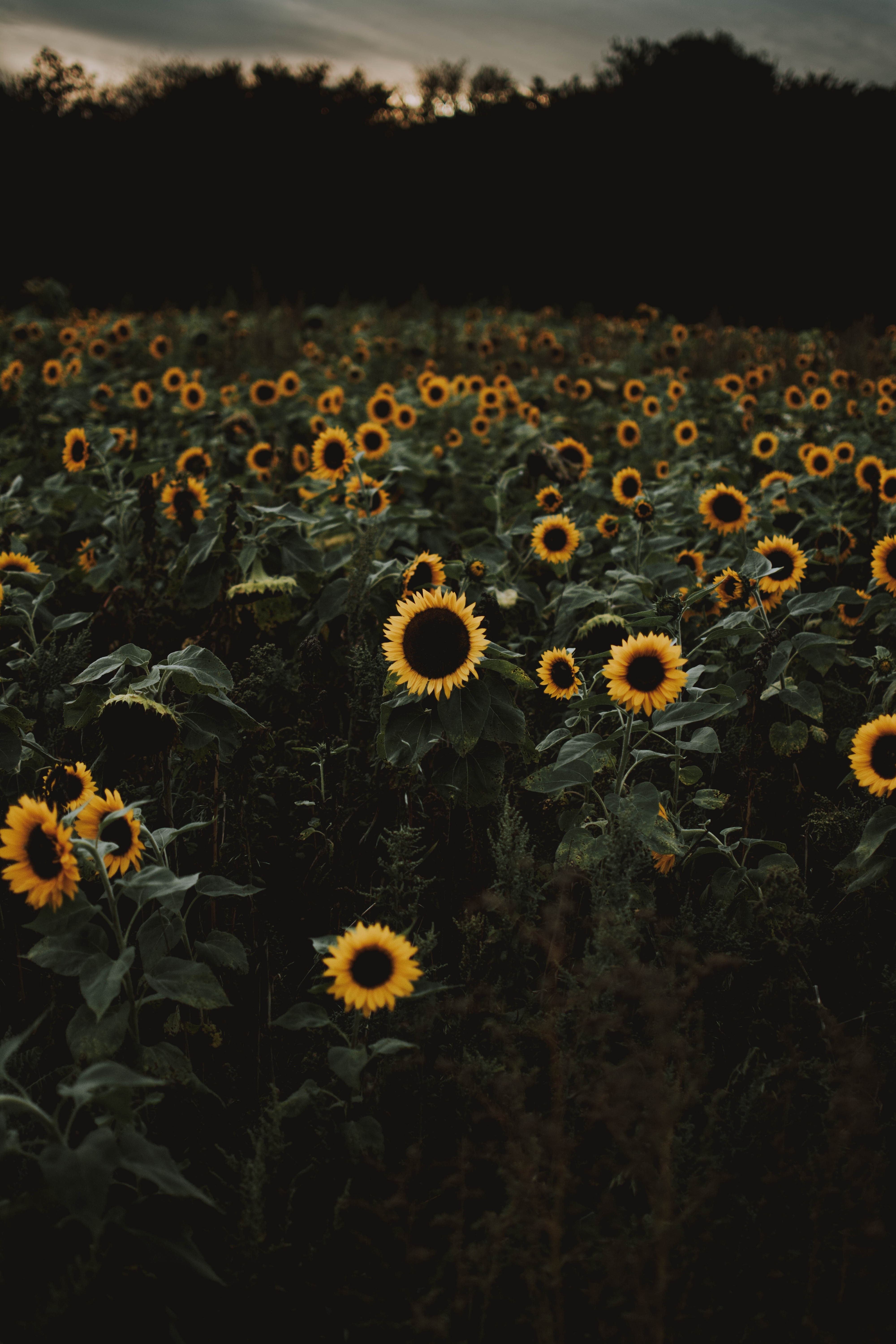 Field of sunflowers at dusk HD Phone Wallpaper