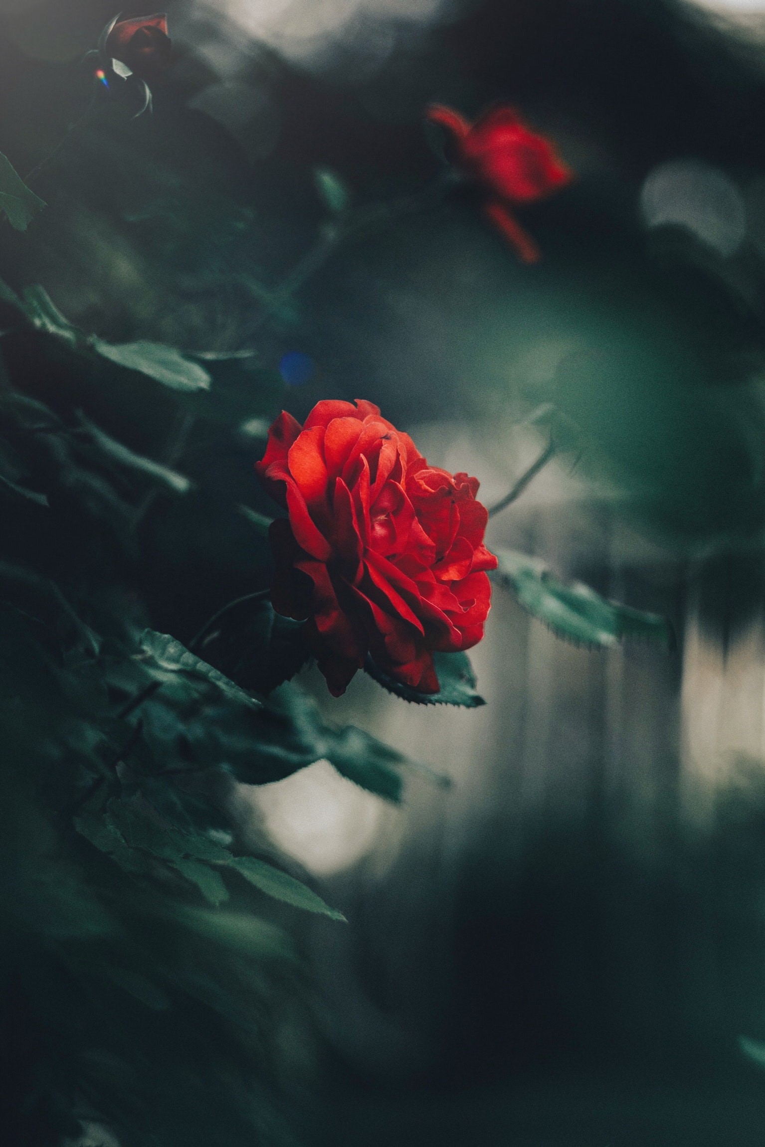 Red rose in dark garden HD Phone Wallpaper