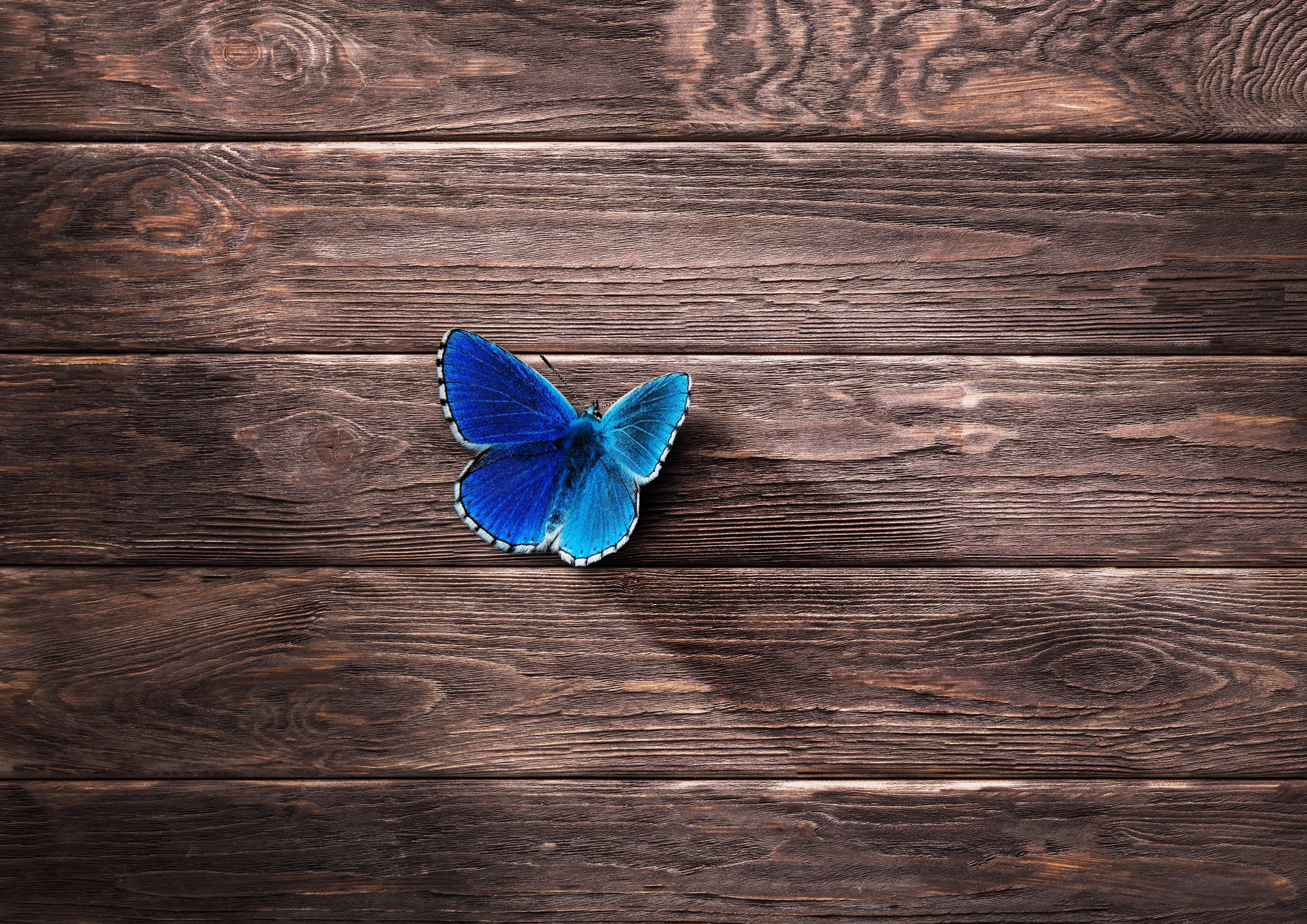 Blue butterfly on a wooden surface HD Wallpaper