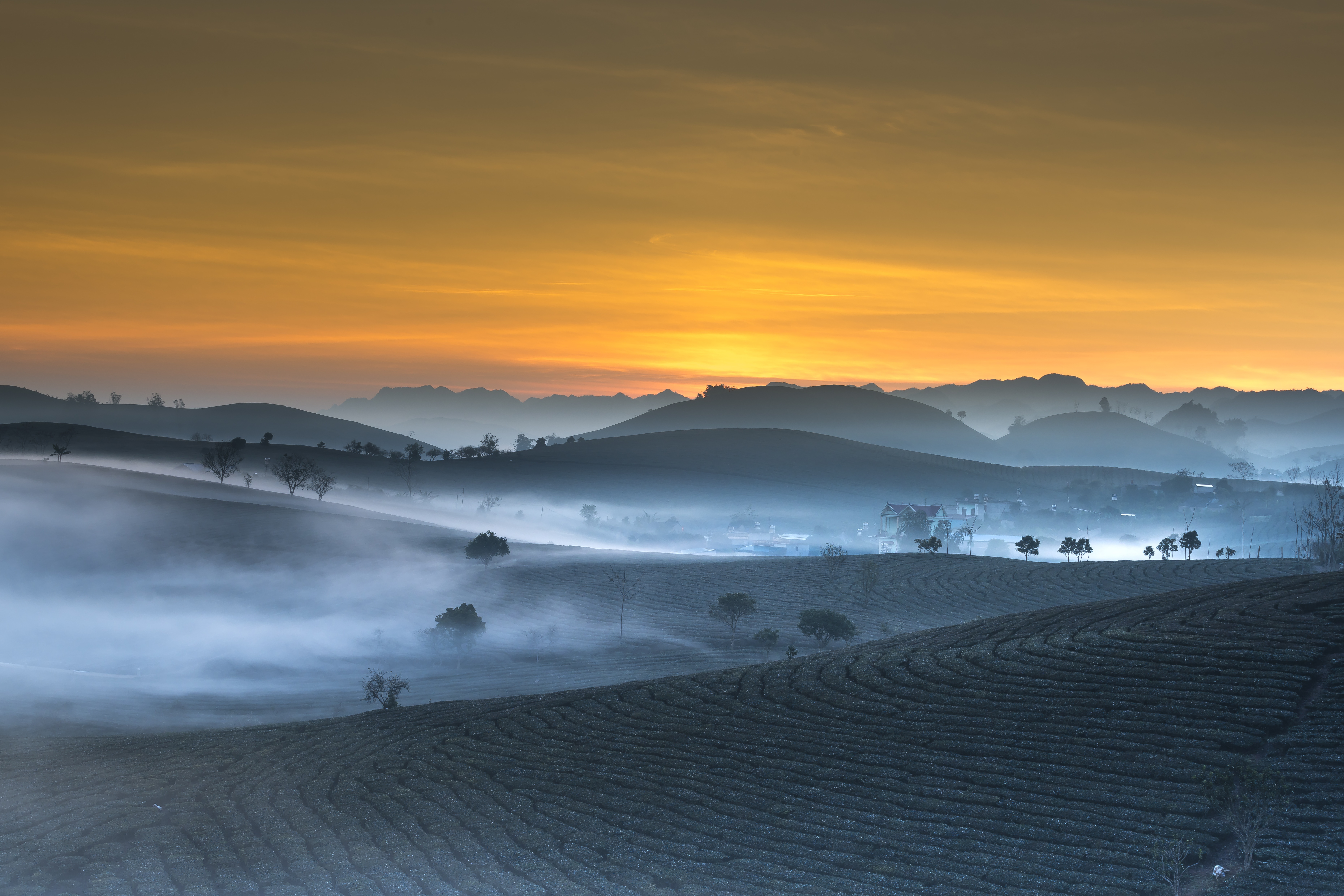 Tea plantation landscape at sunrise with fog HD Wallpaper