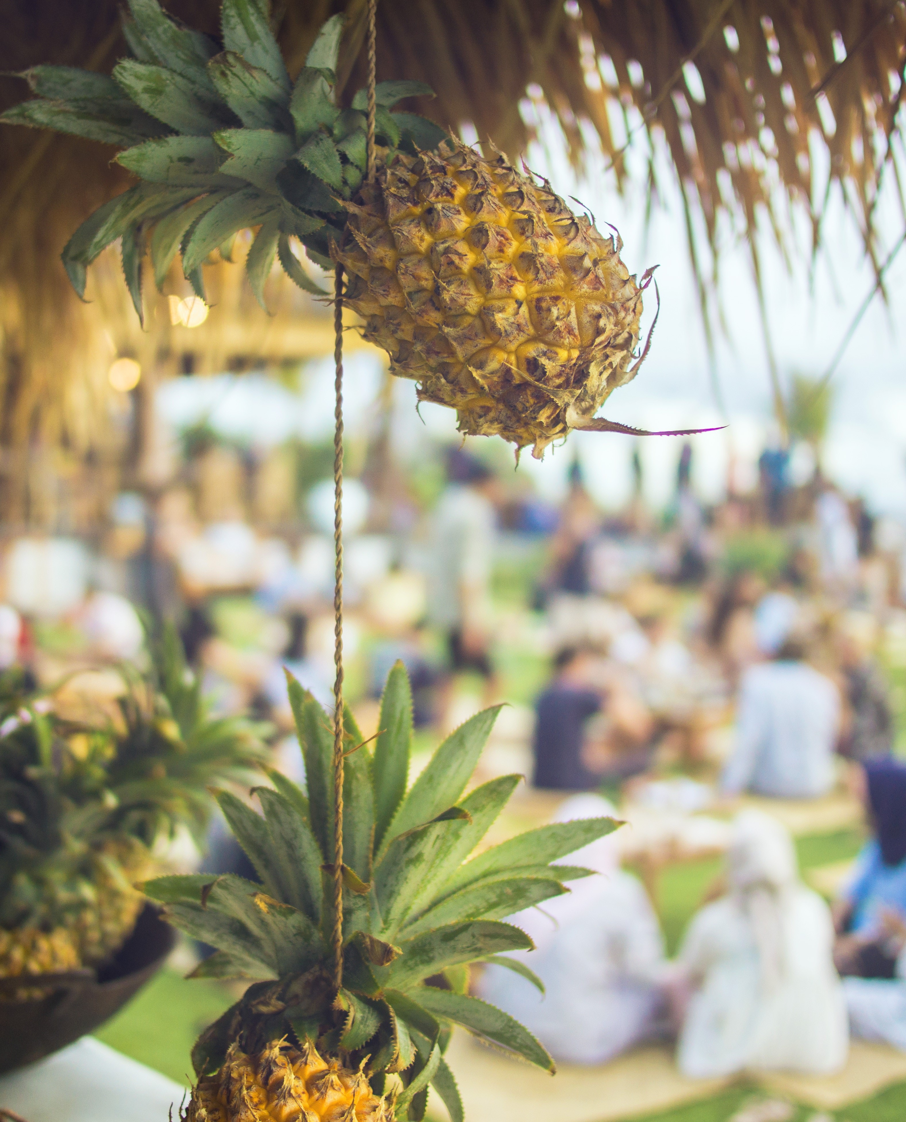Pineapples hanging at a tropical beach event HD Phone Wallpaper