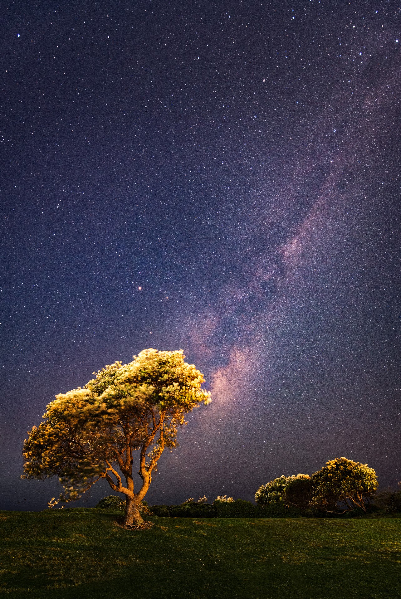 Milky Way over trees in Australia HD Phone Wallpaper