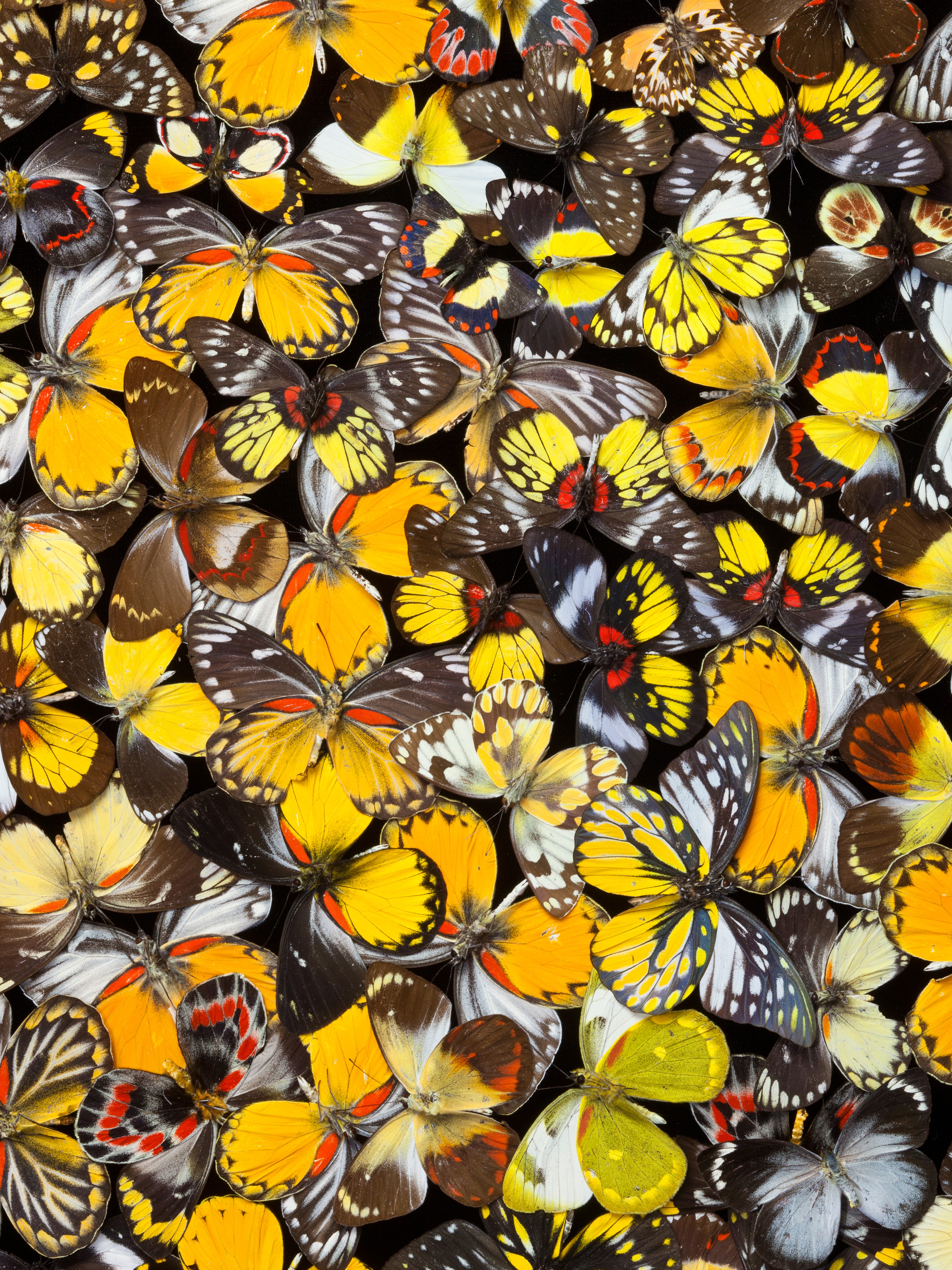 A colorful pattern of many butterflies HD Phone Wallpaper