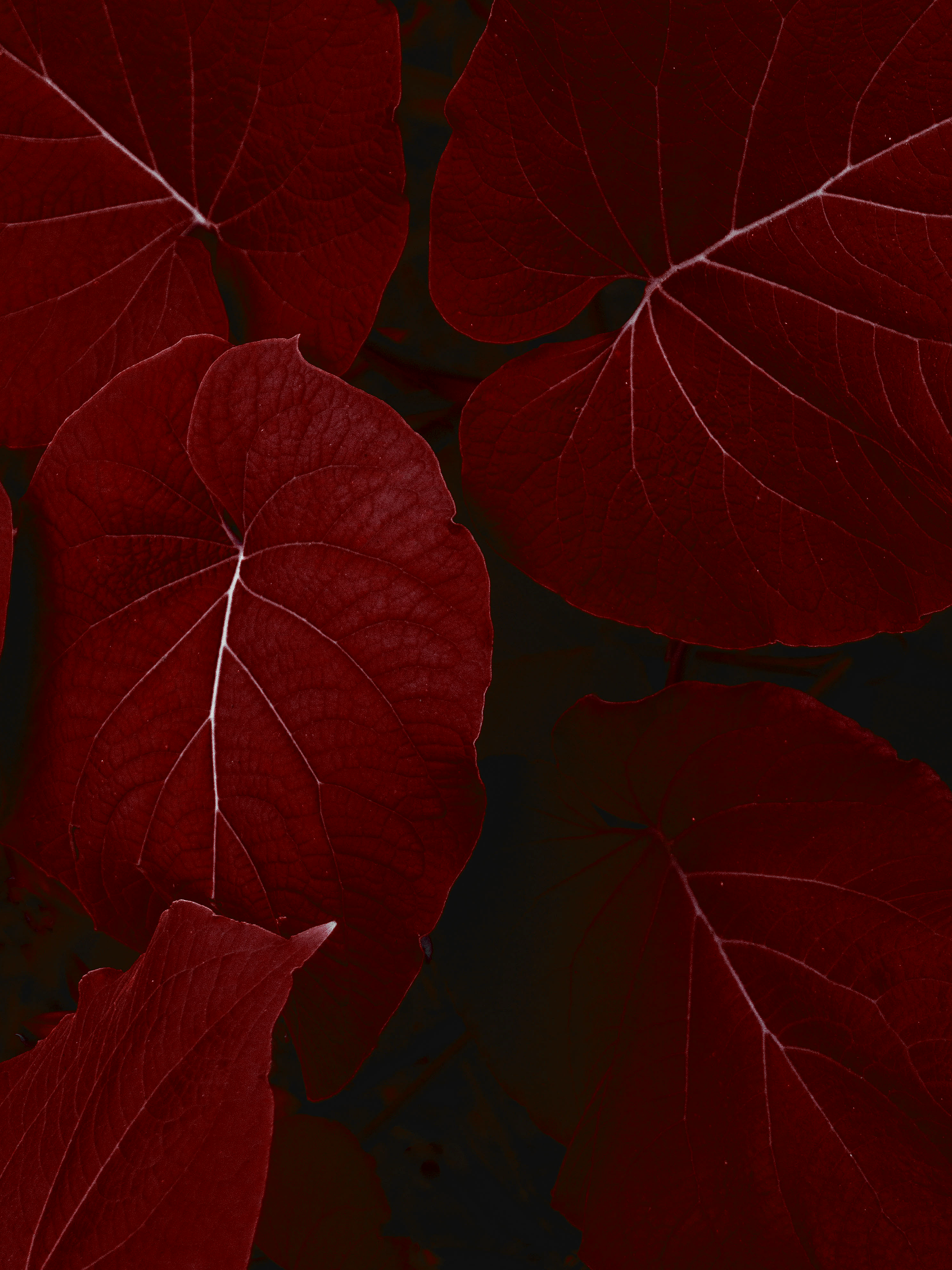 Red leaves with prominent veins against a dark background HD Phone Wallpaper