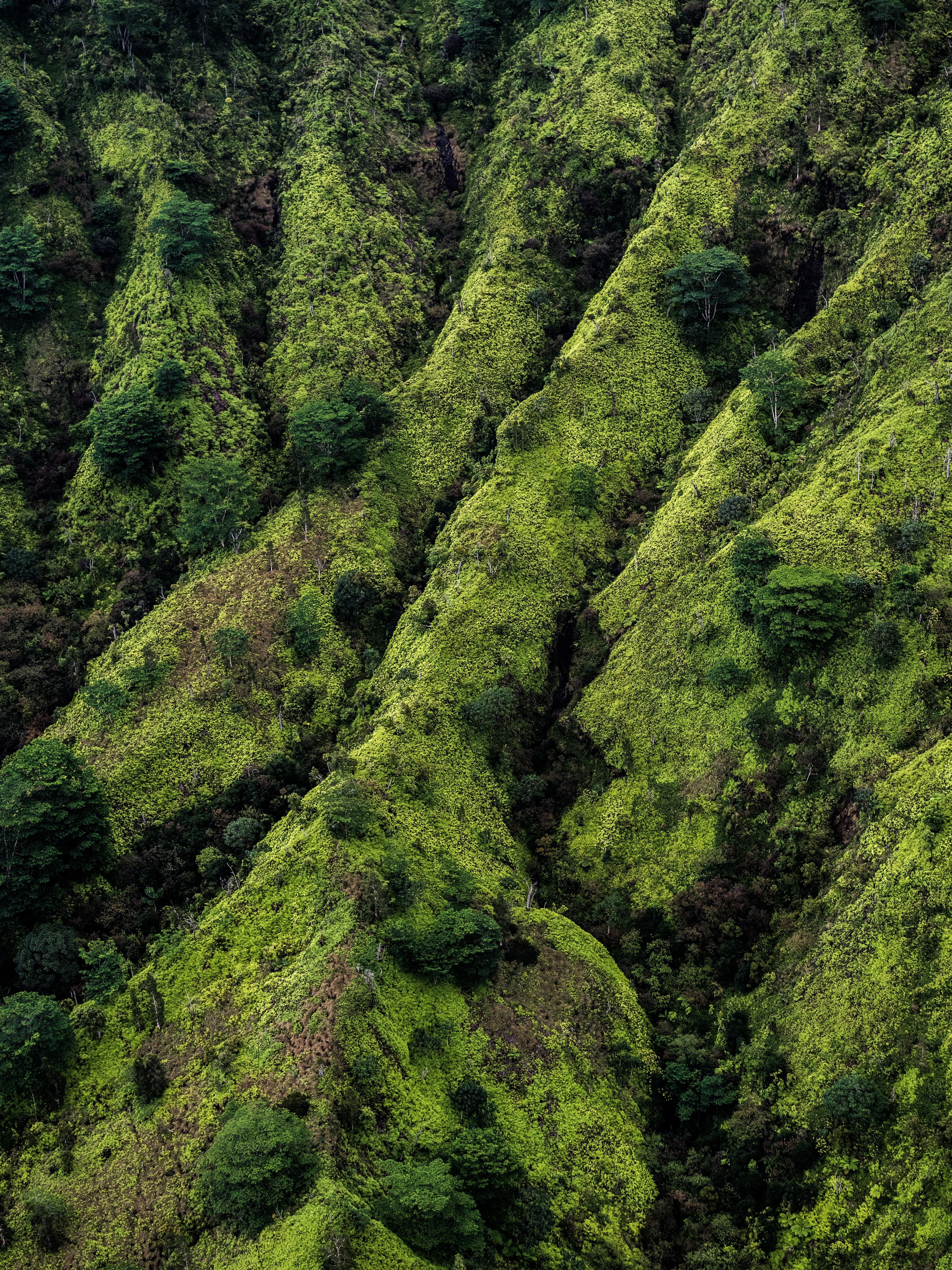 Green, moss-covered hills with trees HD Phone Wallpaper