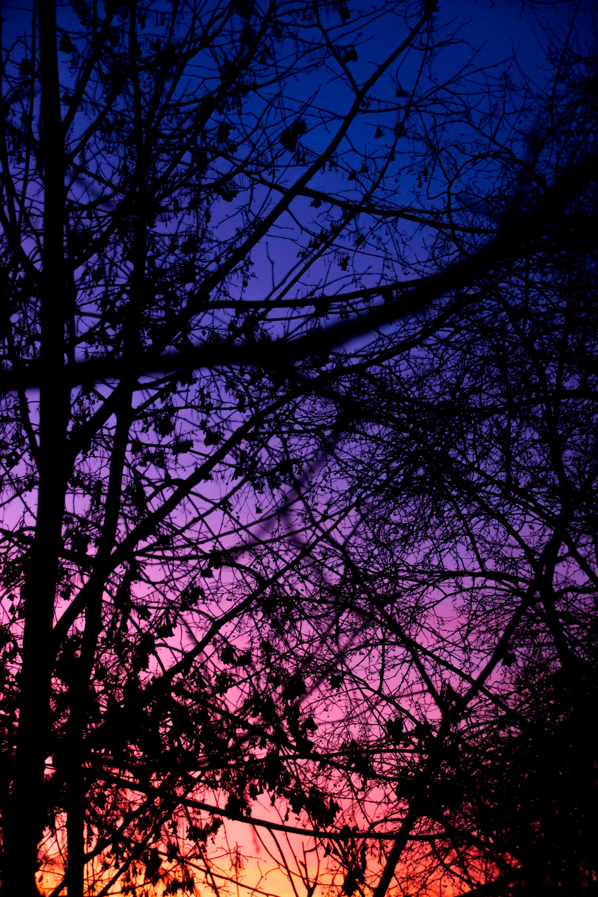 Silhouette of trees against a colorful sunset sky HD Phone Wallpaper