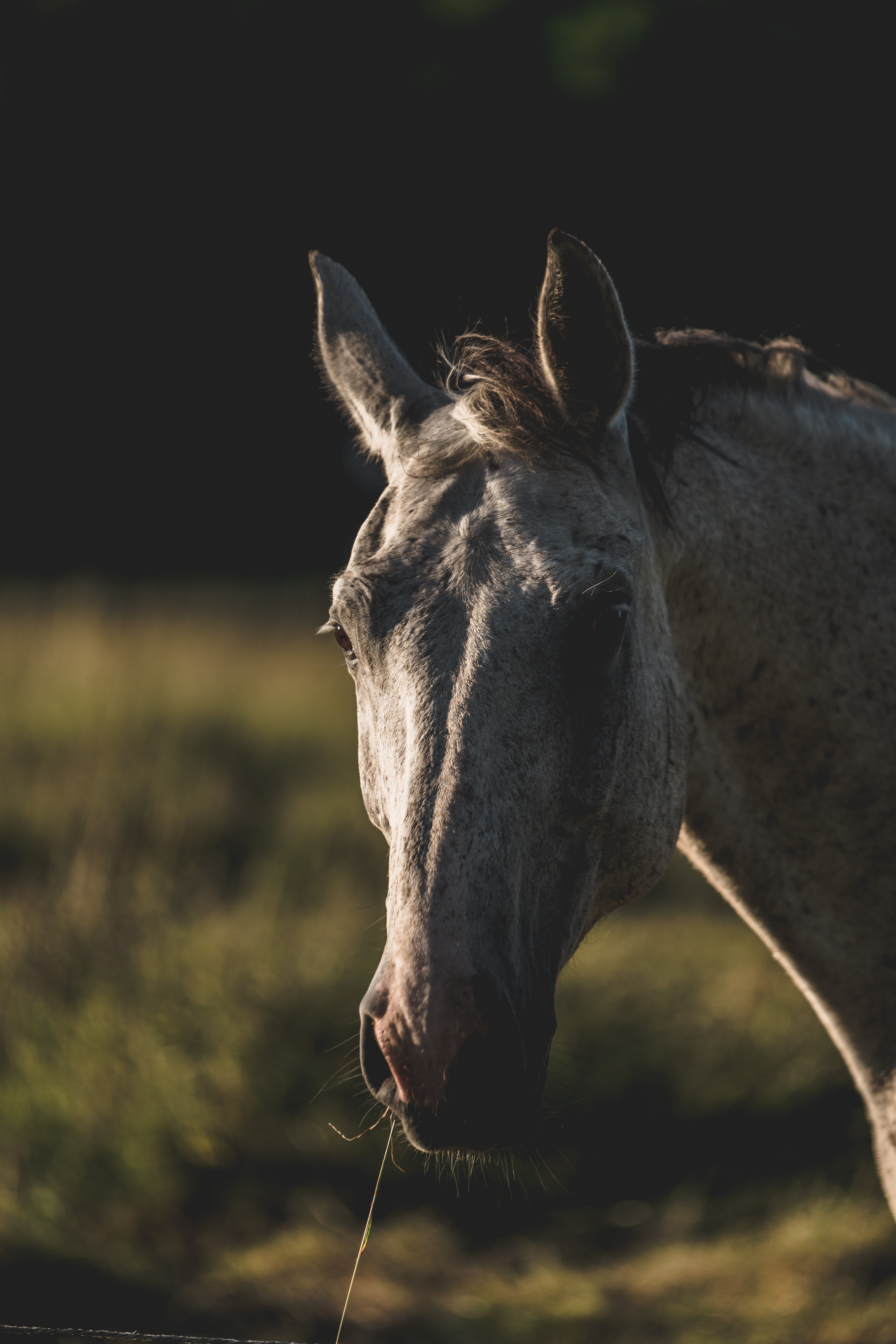 Close-up of a dappled grey horse's head HD Phone Wallpaper