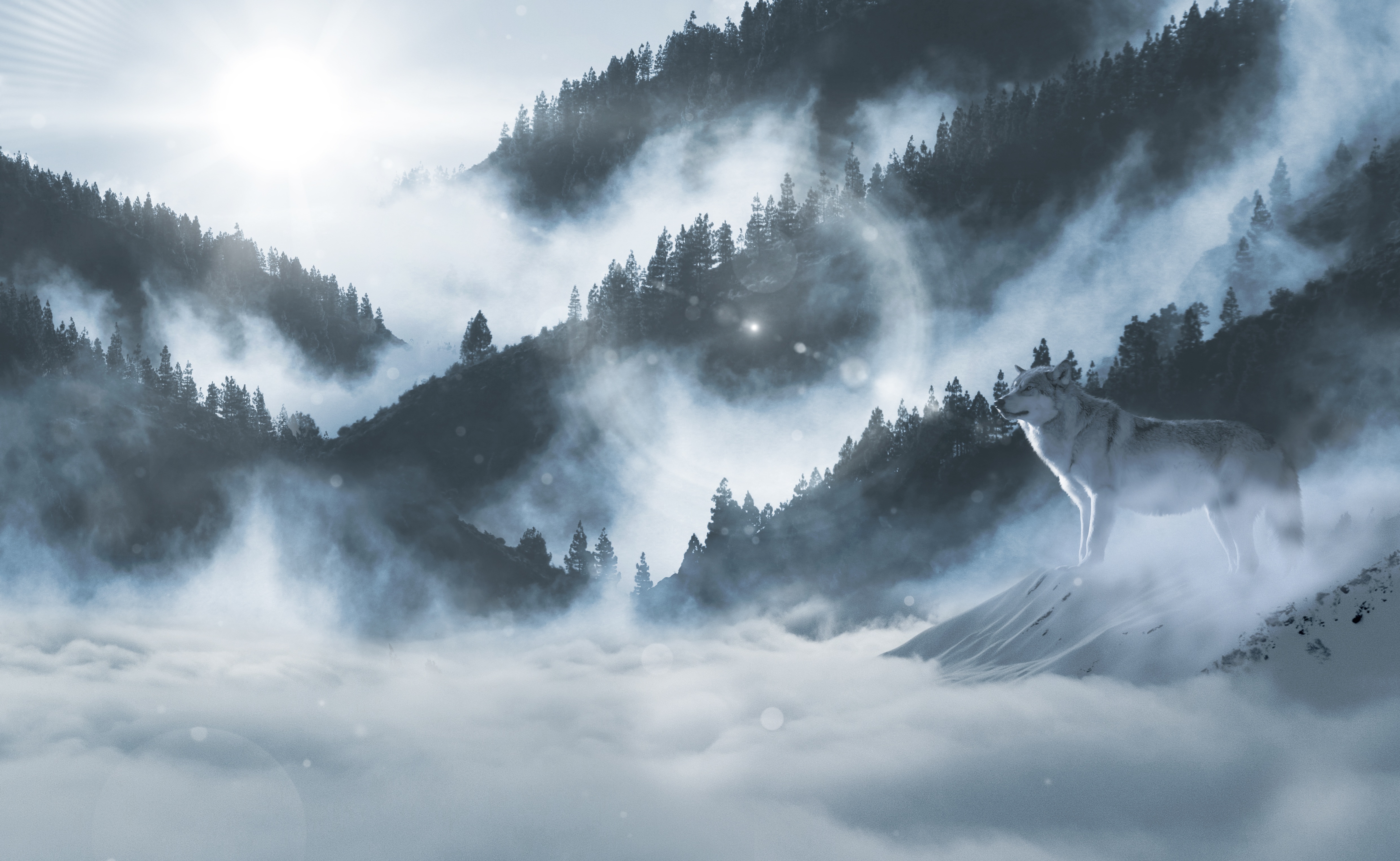 White wolf in misty mountains HD Wallpaper