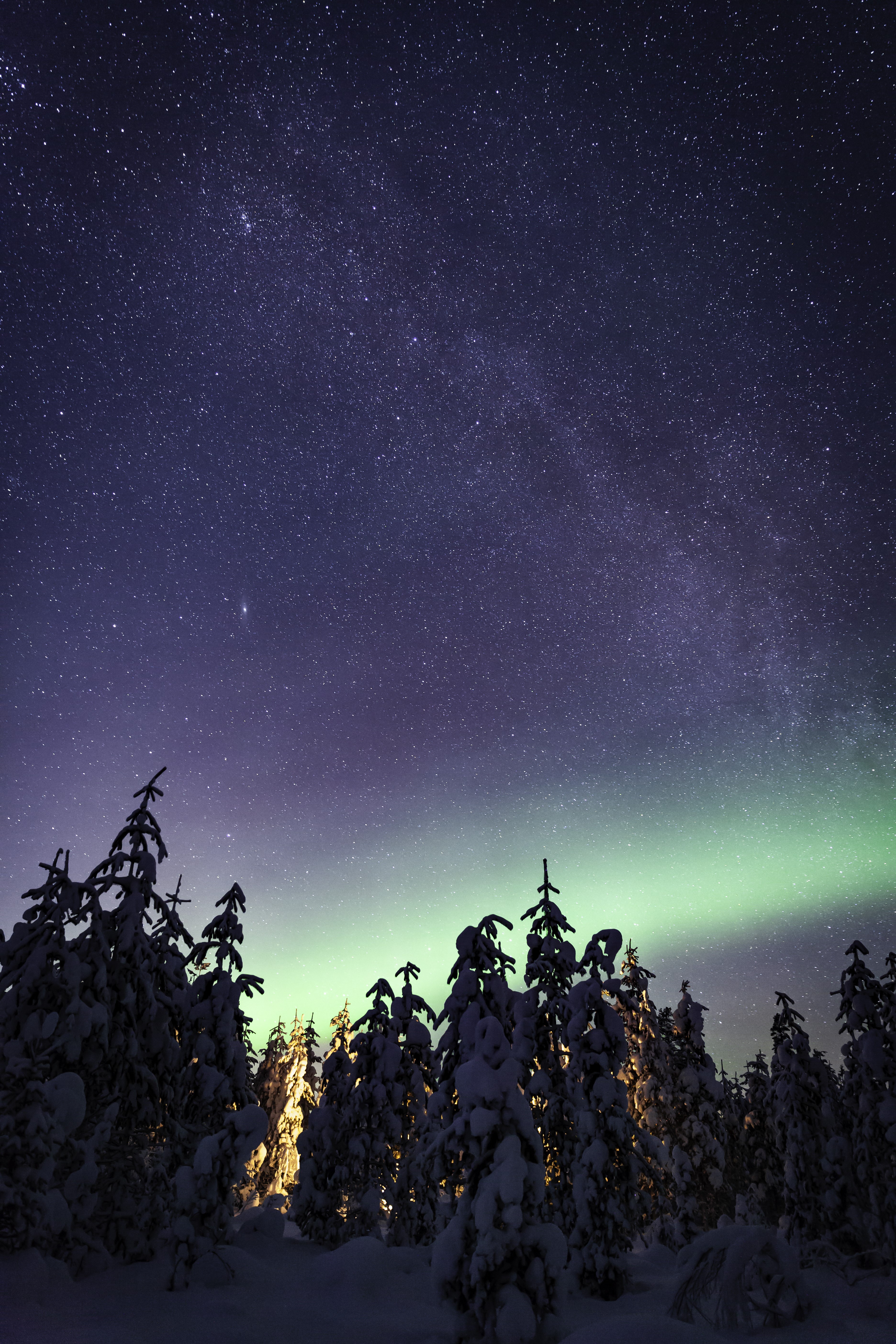 Aurora Borealis over snow-covered trees under a starry night sky HD Phone Wallpaper