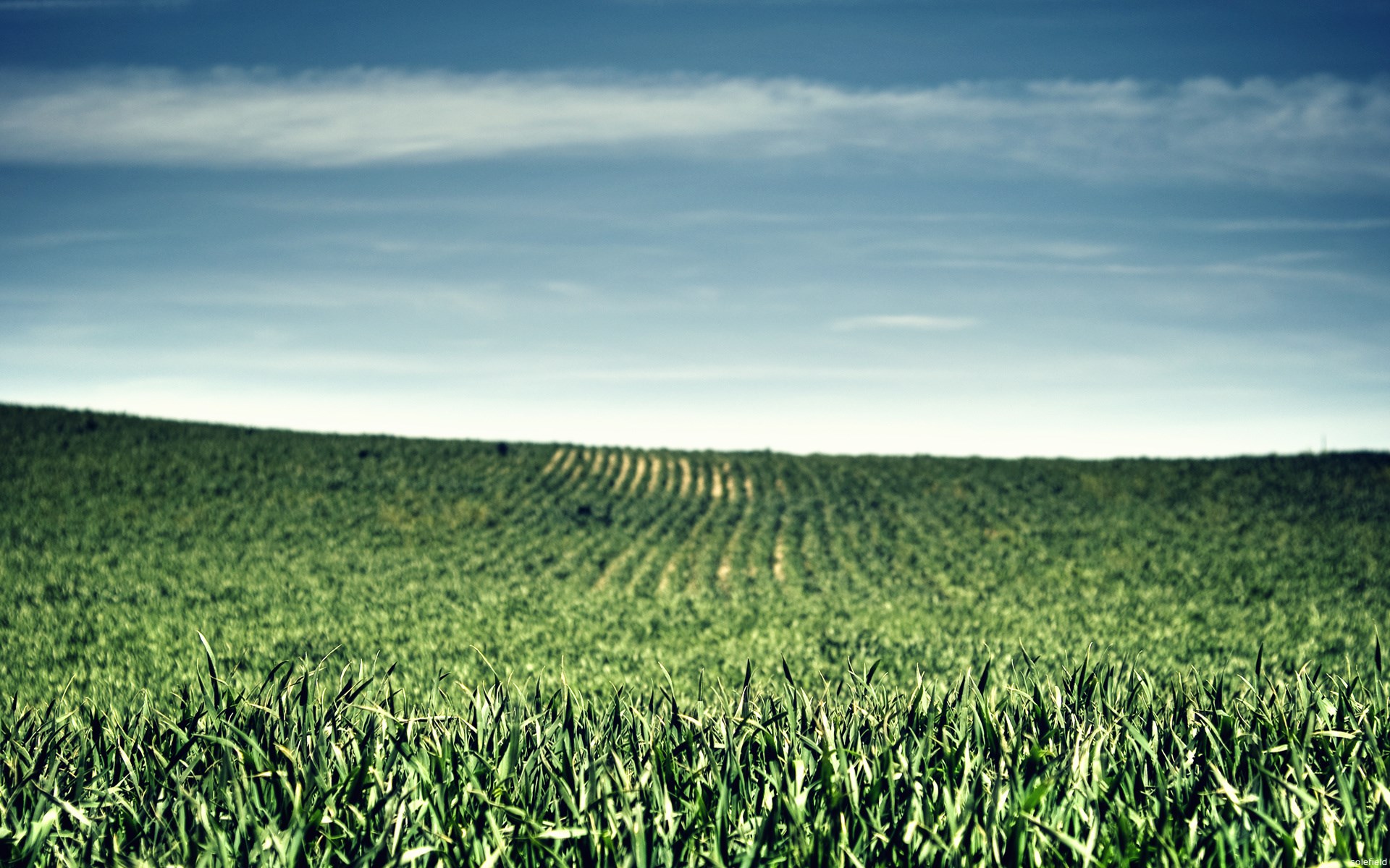Green field under a blue sky HD Wallpaper