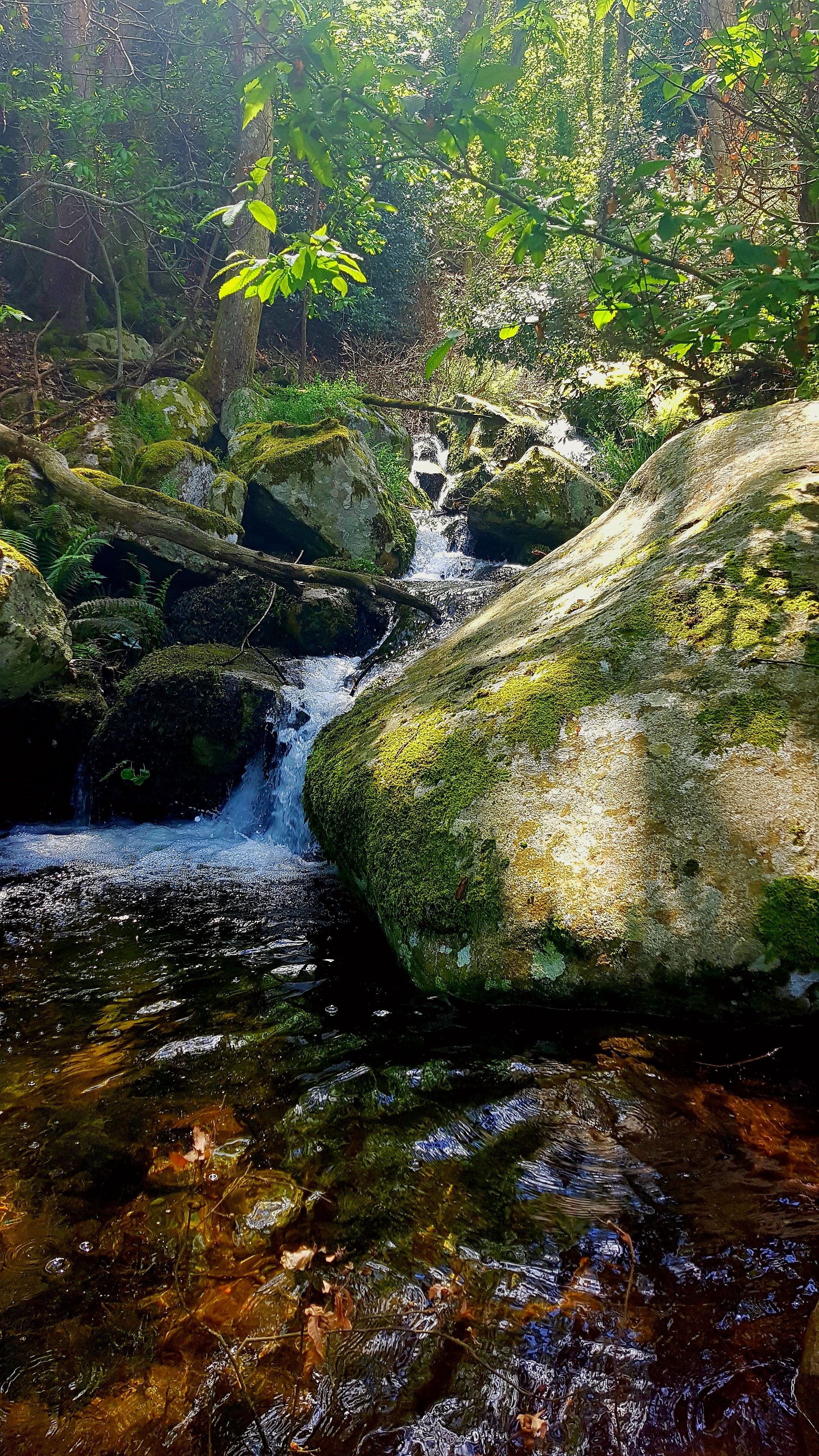 A forest stream flows over mossy rocks HD Phone Wallpaper