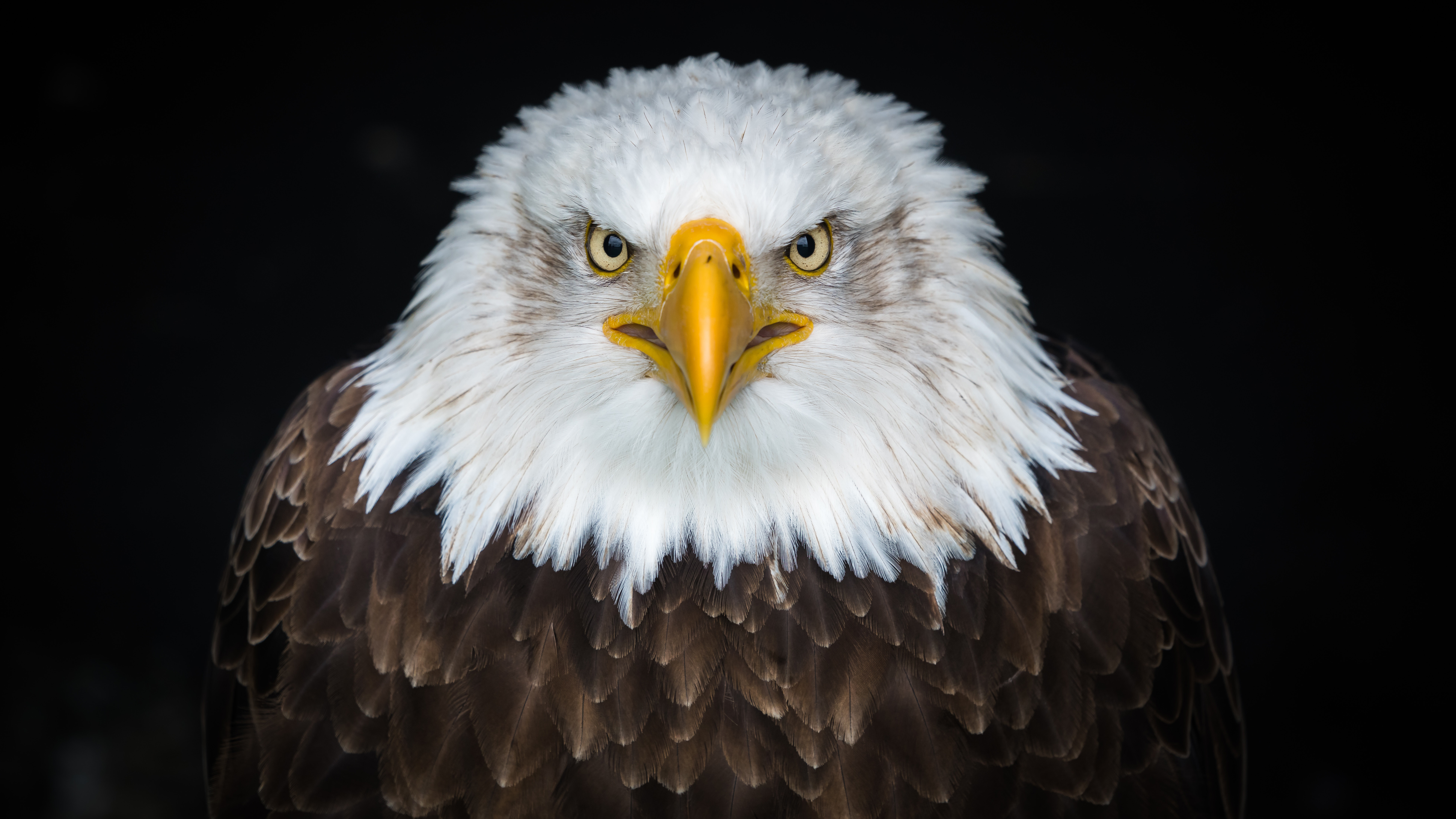 Bald Eagle on Dark Background HD Wallpaper