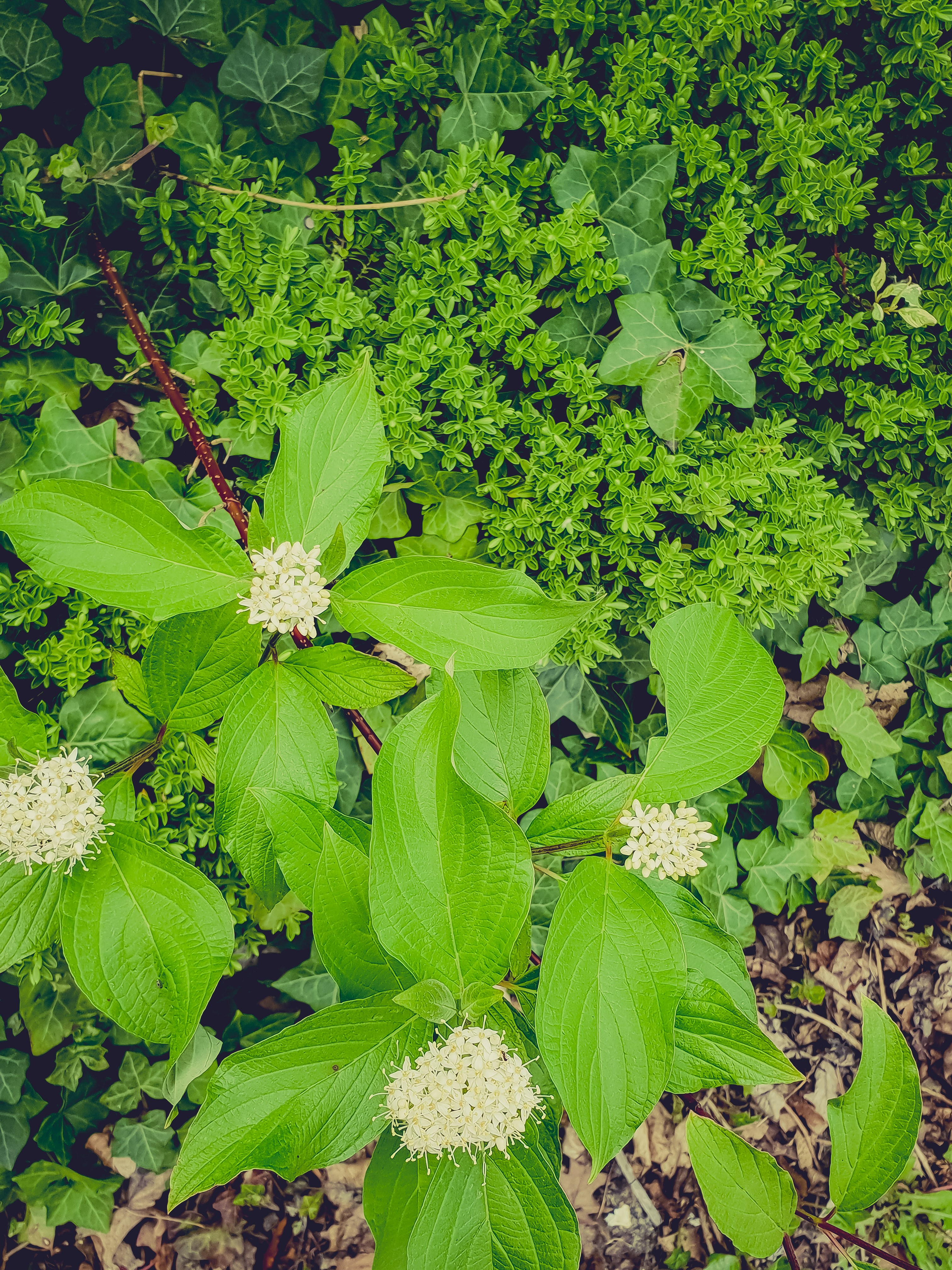 Green leaves and white flowers on a plant HD Phone Wallpaper