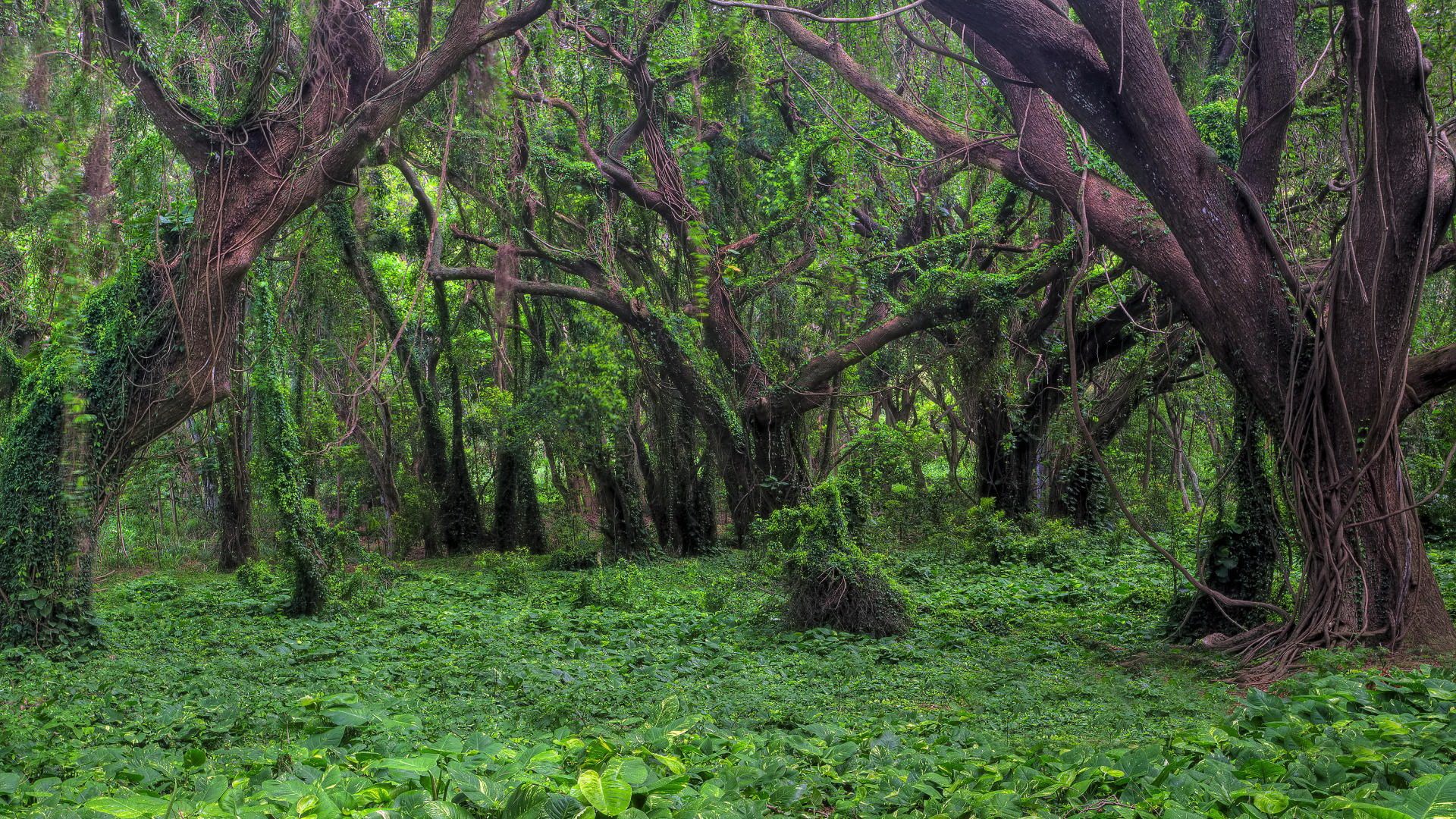 Dense jungle with large trees and vines HD Wallpaper