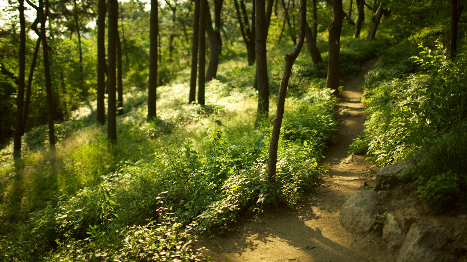 A dirt path winds through a sun-dappled forest. HD Wallpaper