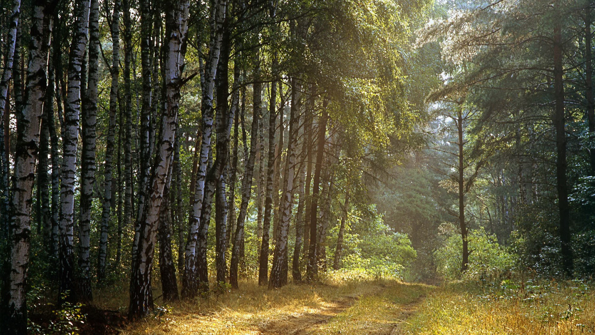 Sunlit forest path with birch and pine trees HD Wallpaper