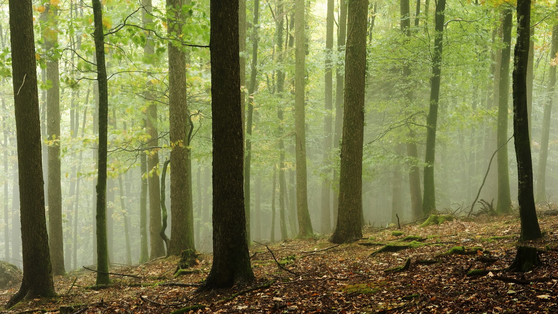 Misty forest with tall trees and fallen leaves HD Wallpaper