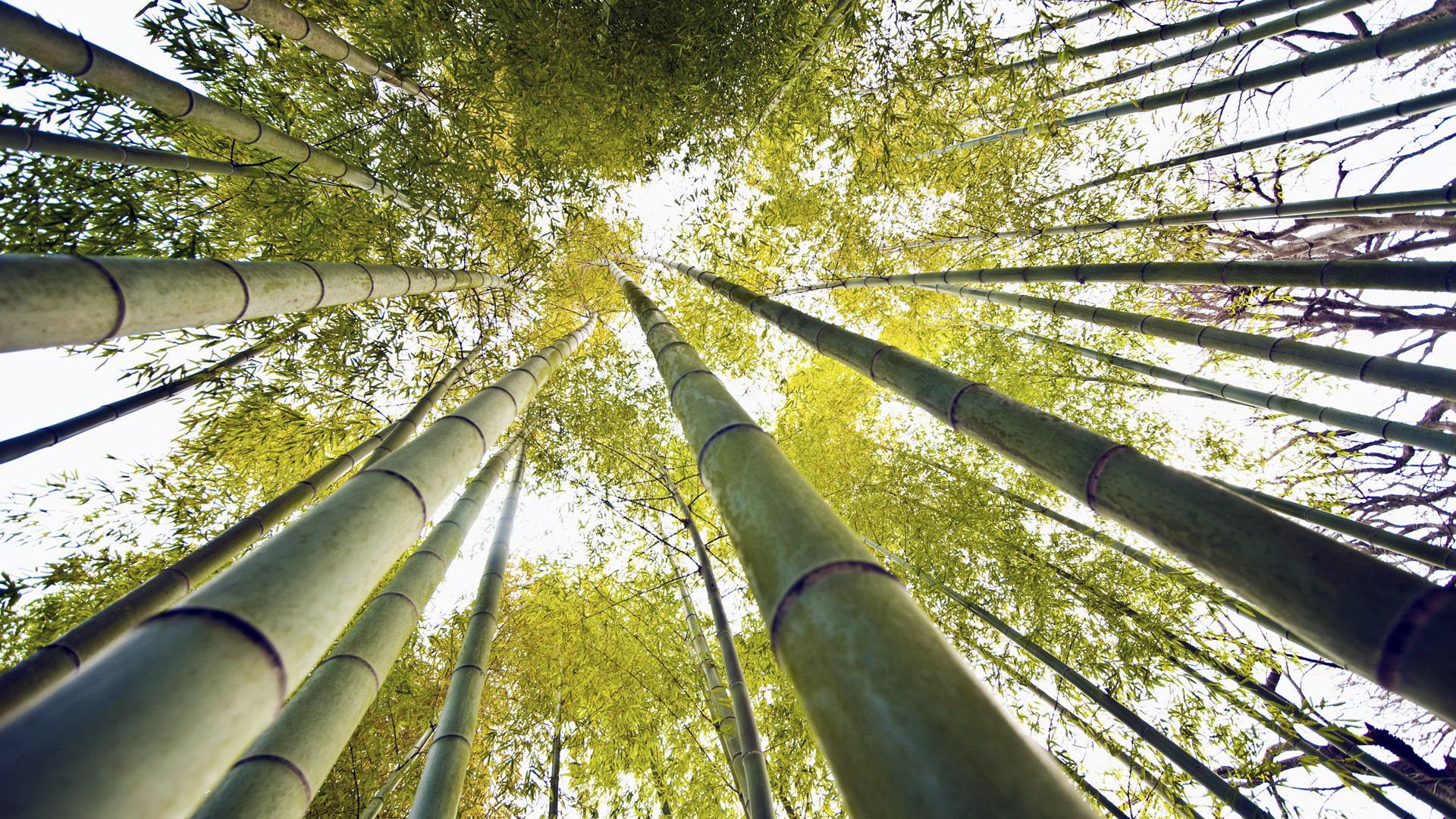Looking up through a bamboo forest HD Wallpaper