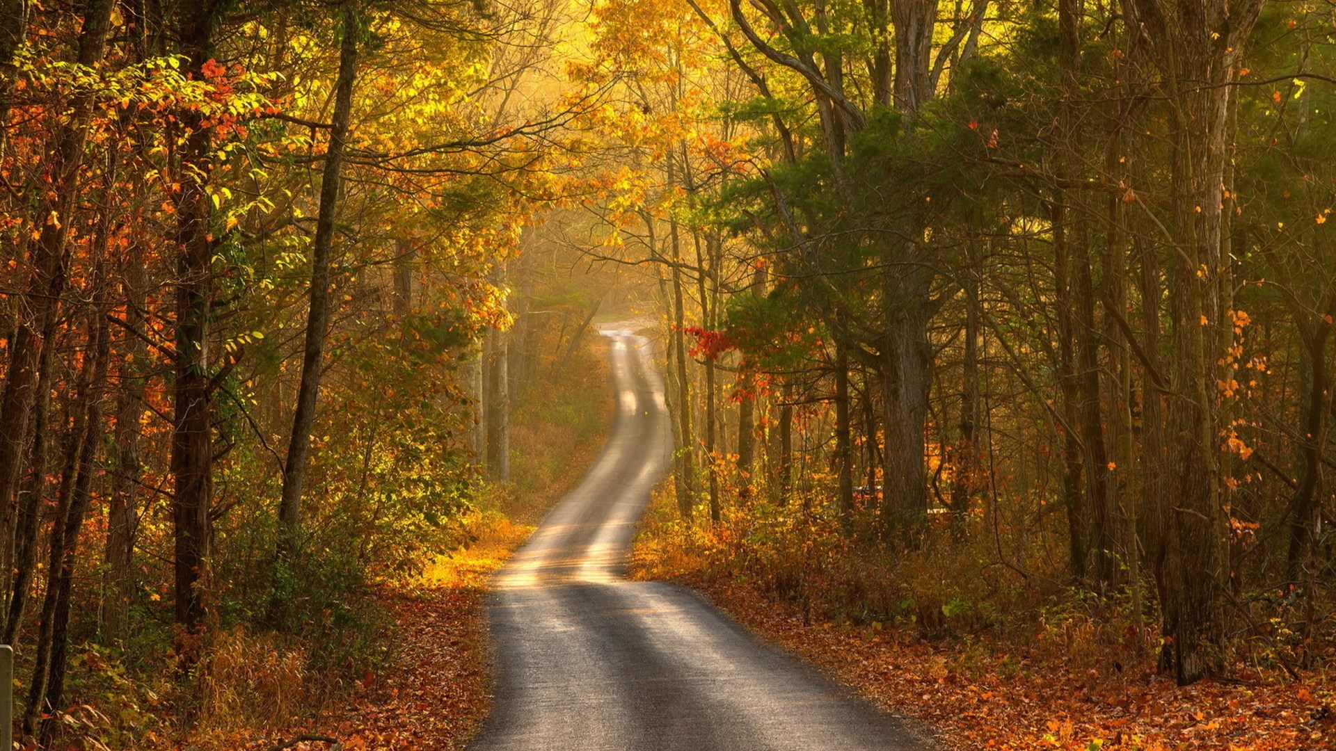 Winding road through an autumn forest with fallen leaves HD Wallpaper