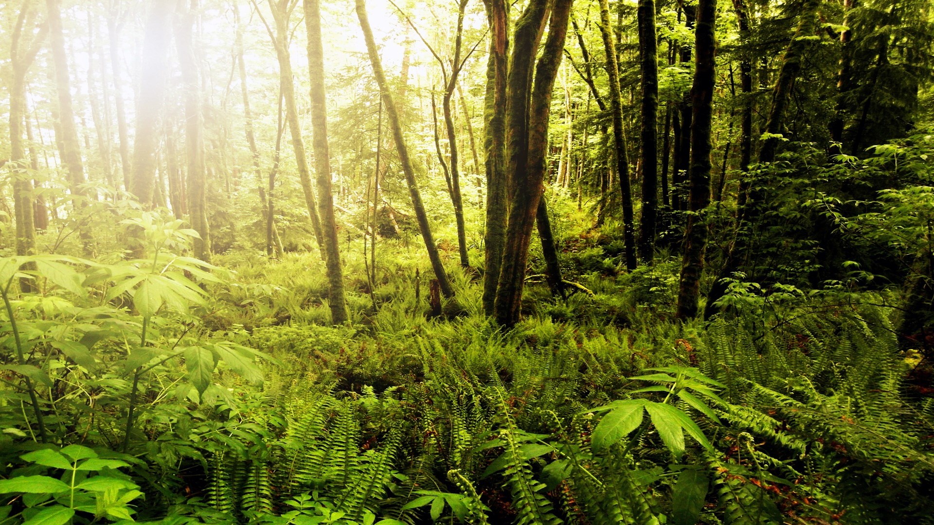 Sunlight filtering through a dense forest with ferns HD Wallpaper