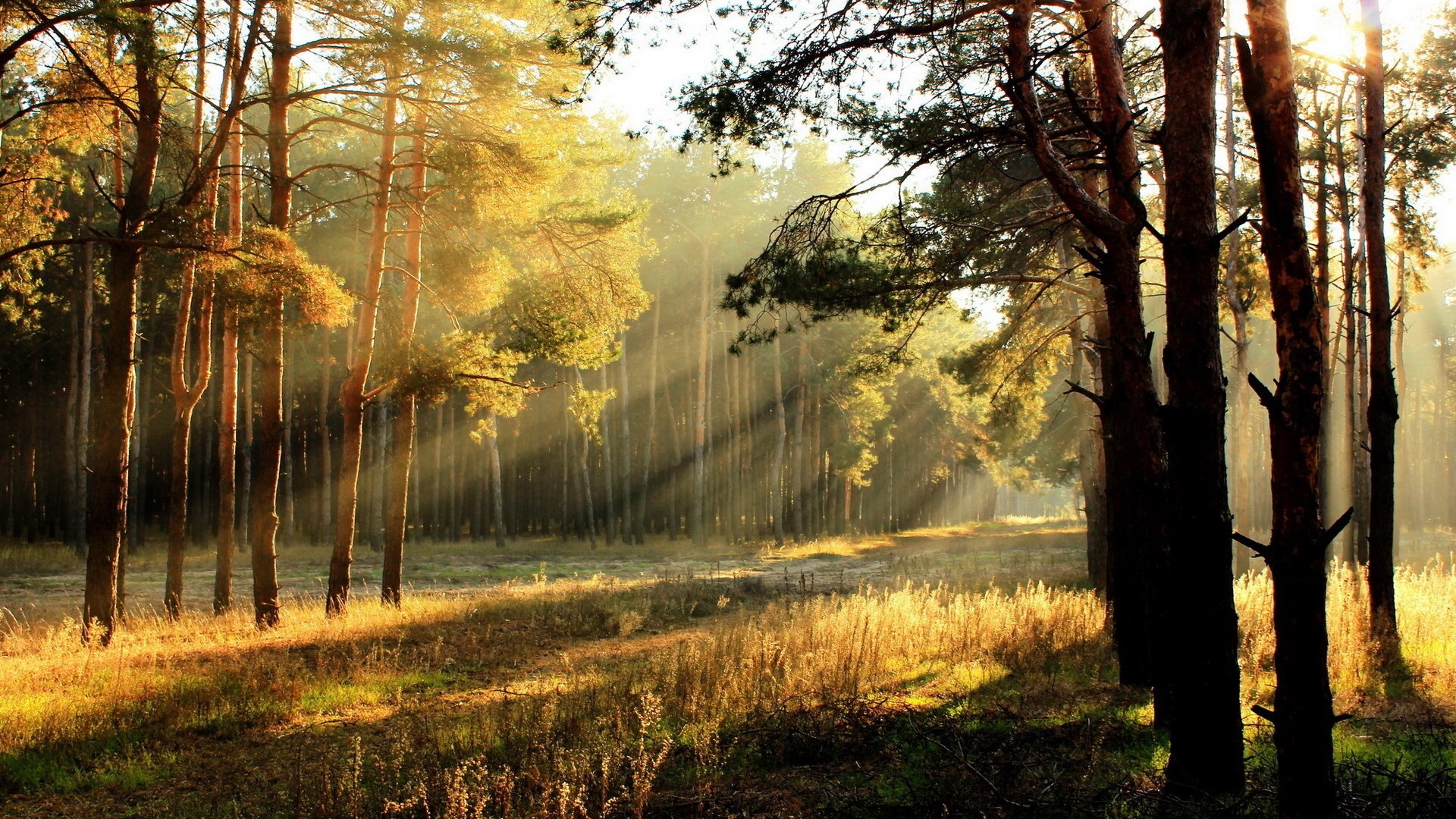 Sunlight beams through a pine forest in autumn HD Wallpaper